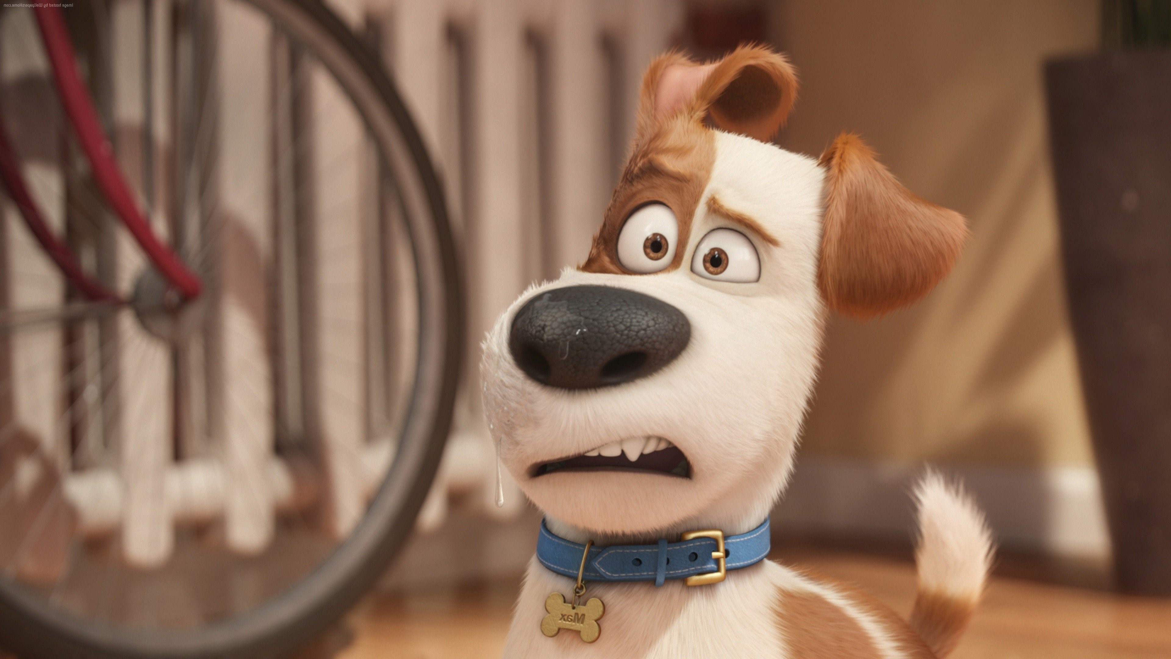 the secret life of pets, movies, animated movies, cartoons, HD Wallpaper