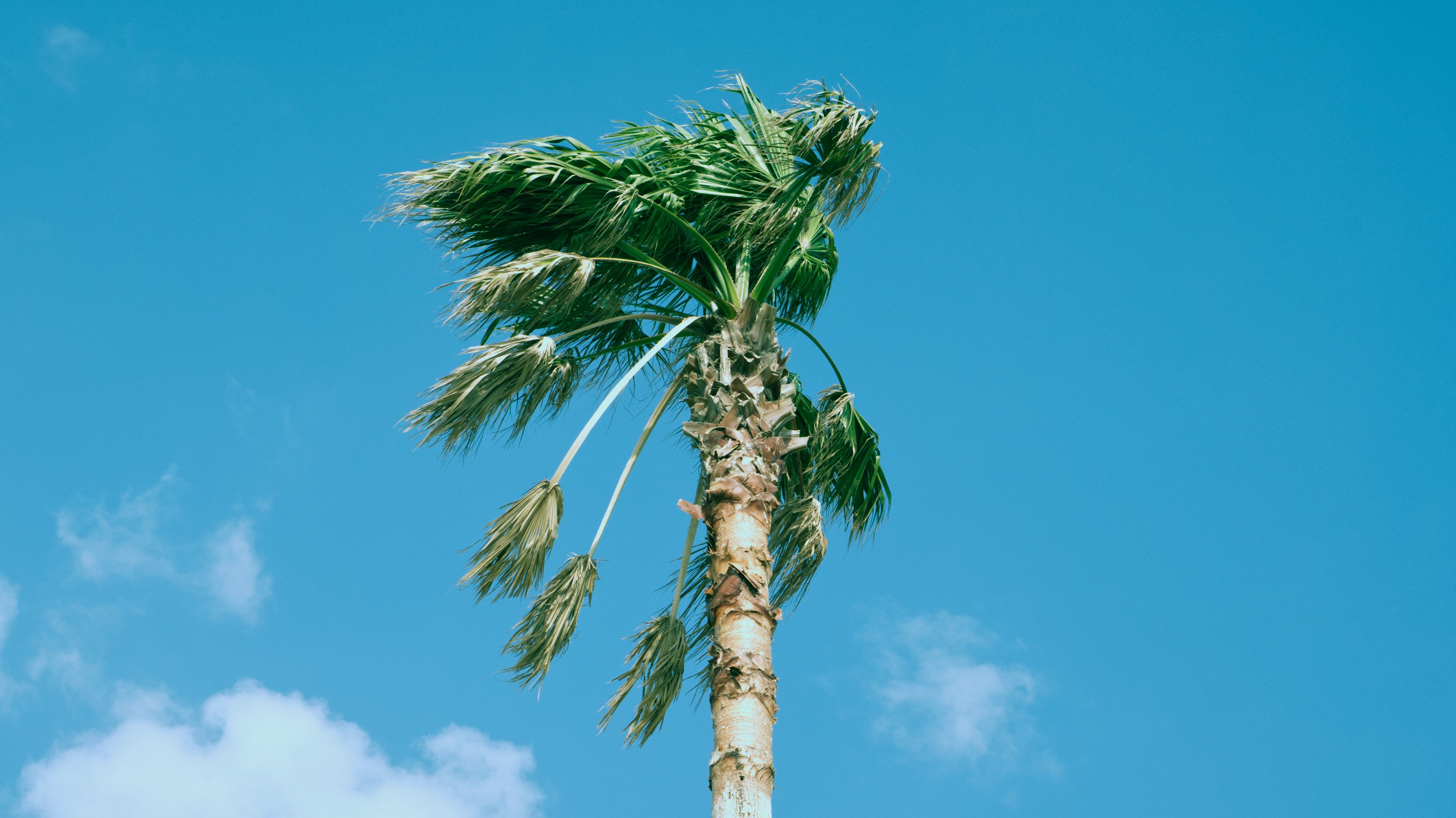 palm tree, sky, clouds, 4k, HD Wallpaper