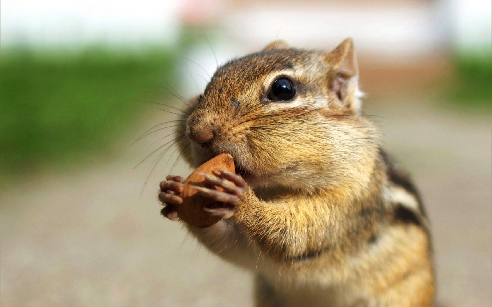 chipmunks, animals, HD Wallpaper