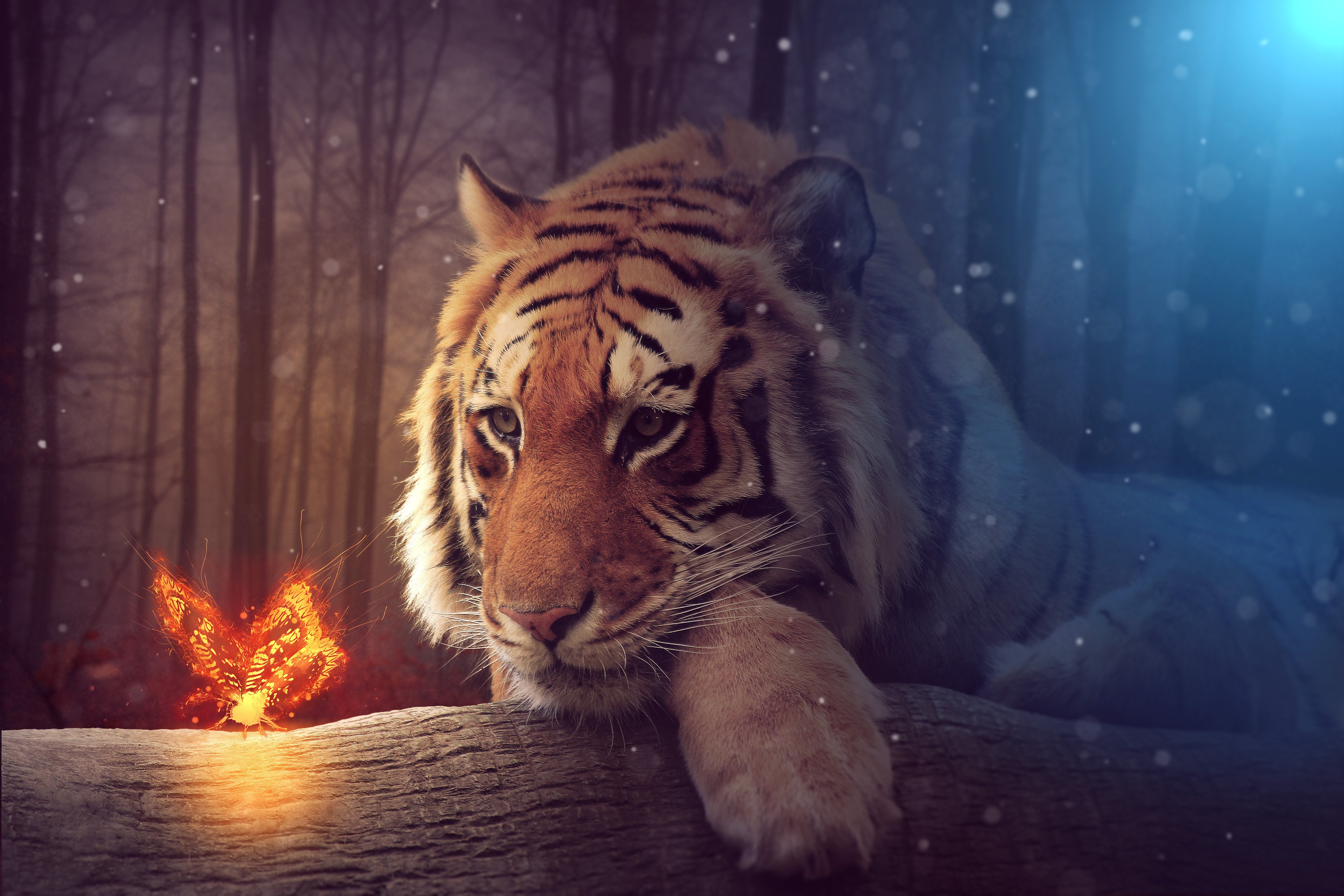 tiger, artist, art, HD Wallpaper