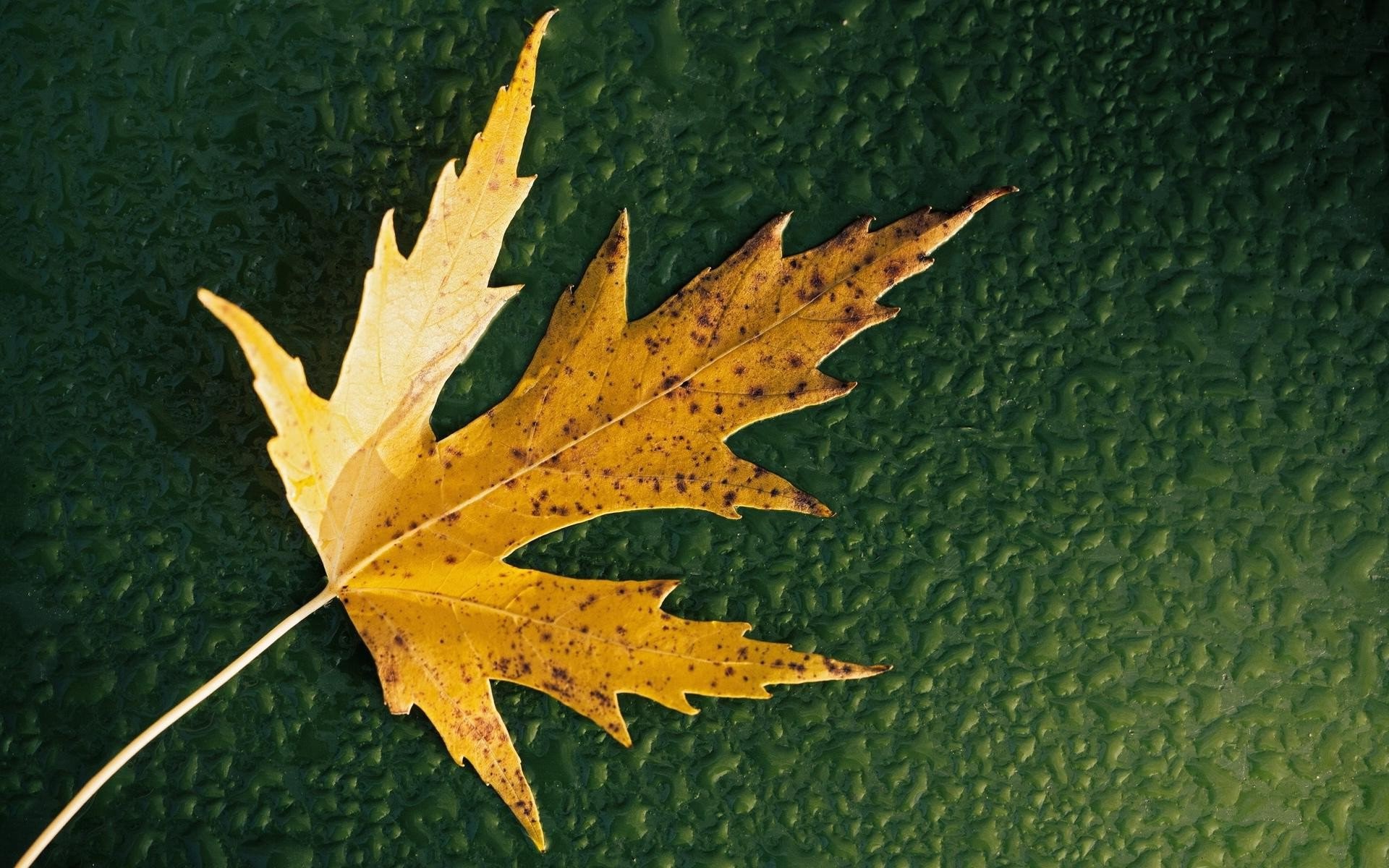 leaf, nature, HD Wallpaper