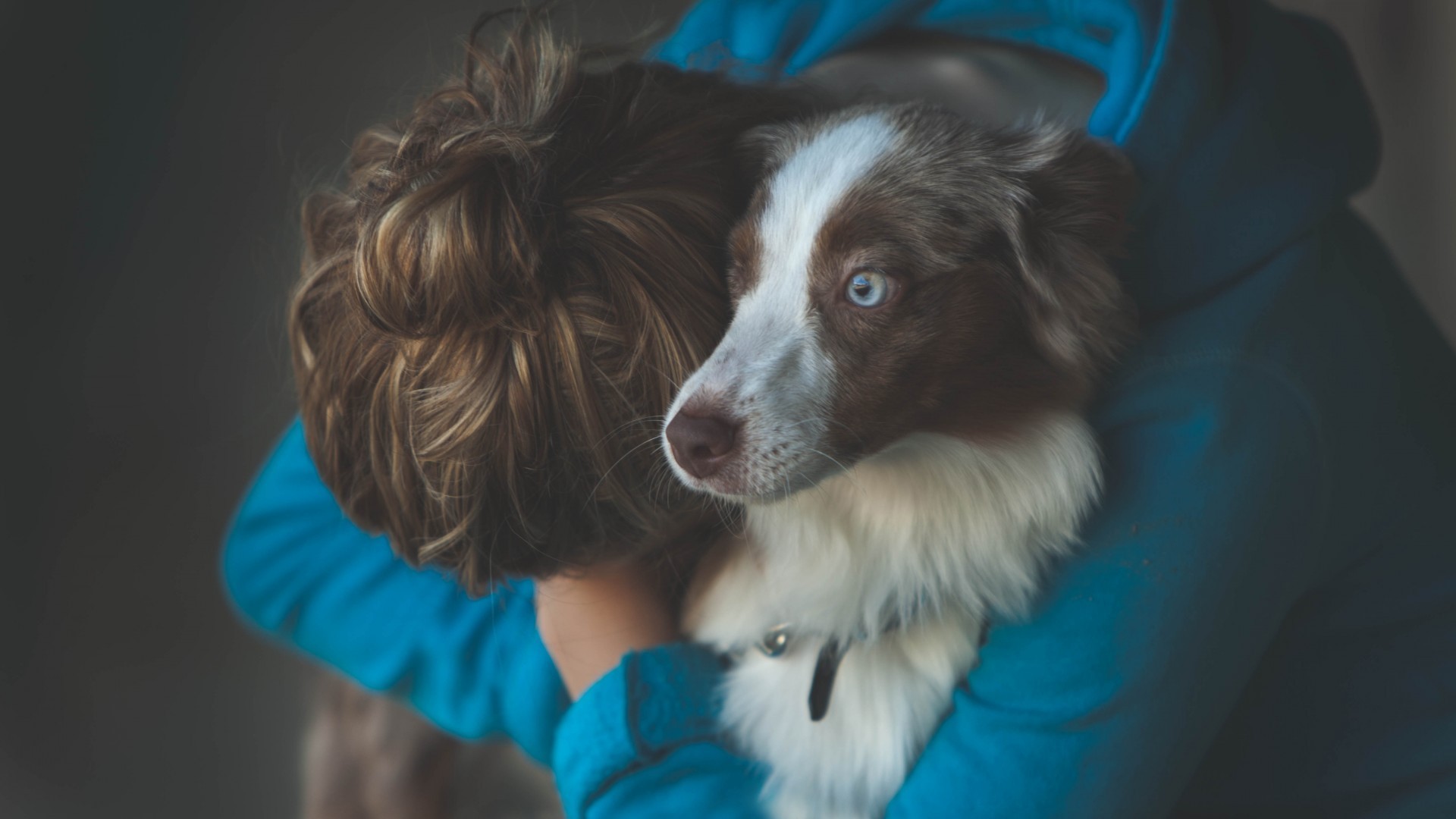 dog, animals, HD Wallpaper
