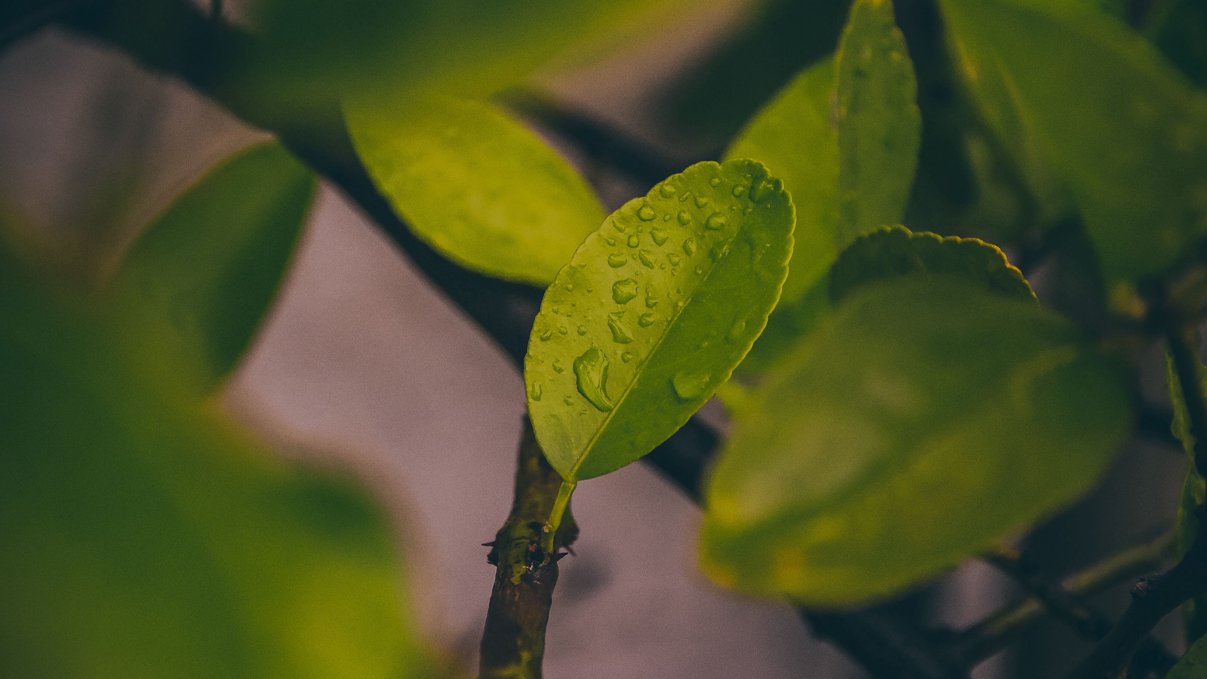 leaves, wet, macro, drops, green, 4k, HD Wallpaper