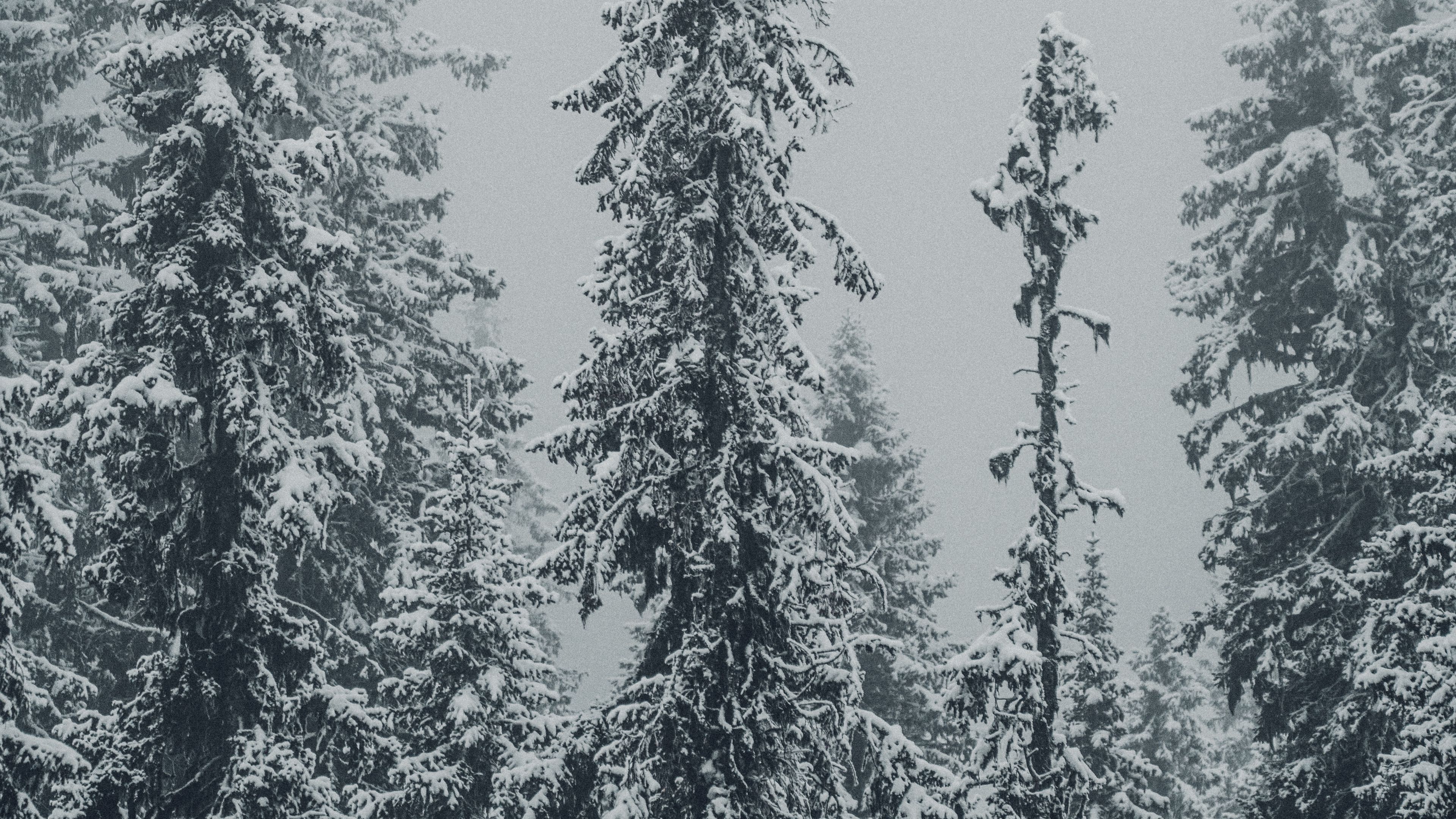 spruces, trees, snow, winter, blizzard, 4k, HD Wallpaper