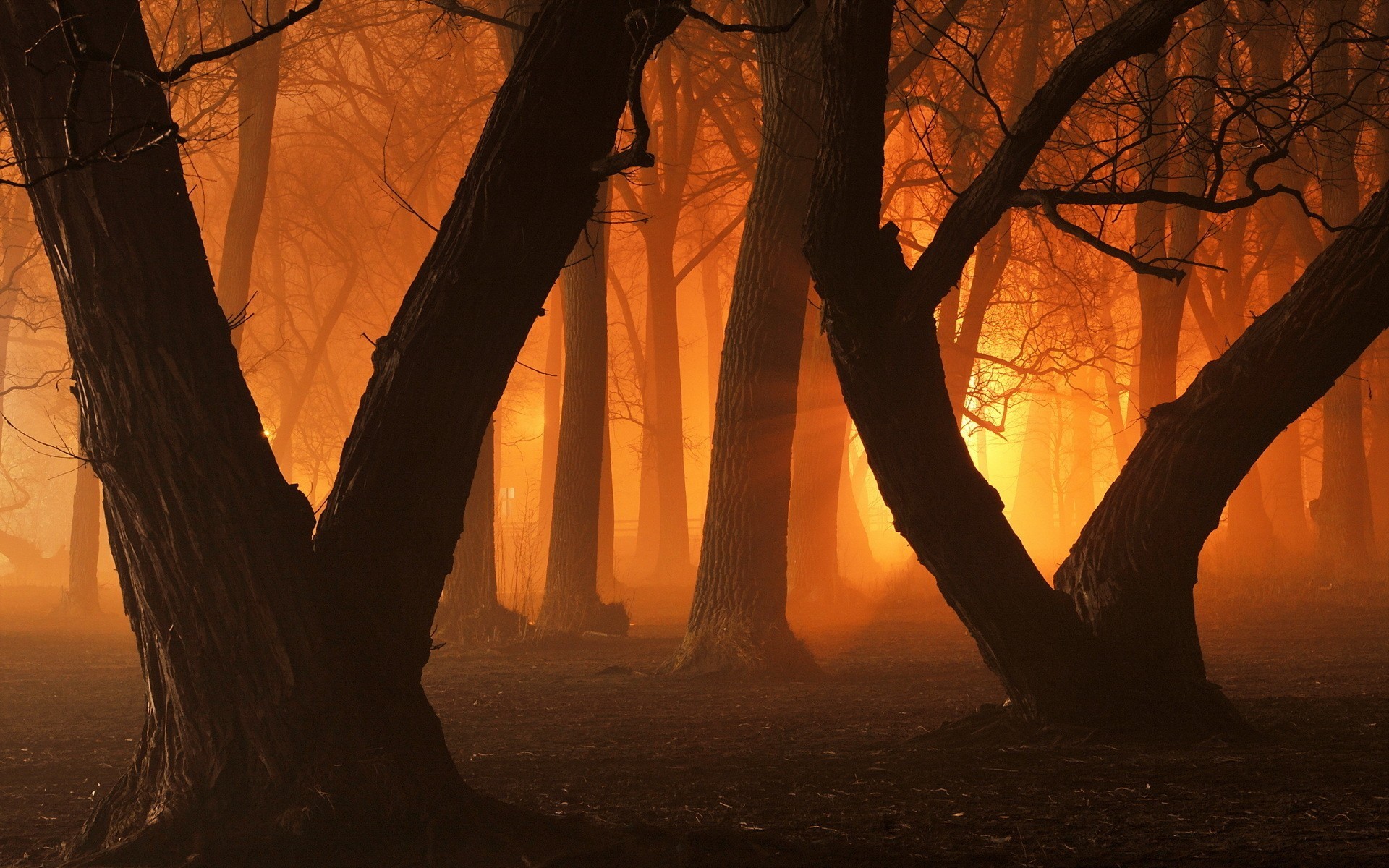 trees, forest, nature, HD Wallpaper