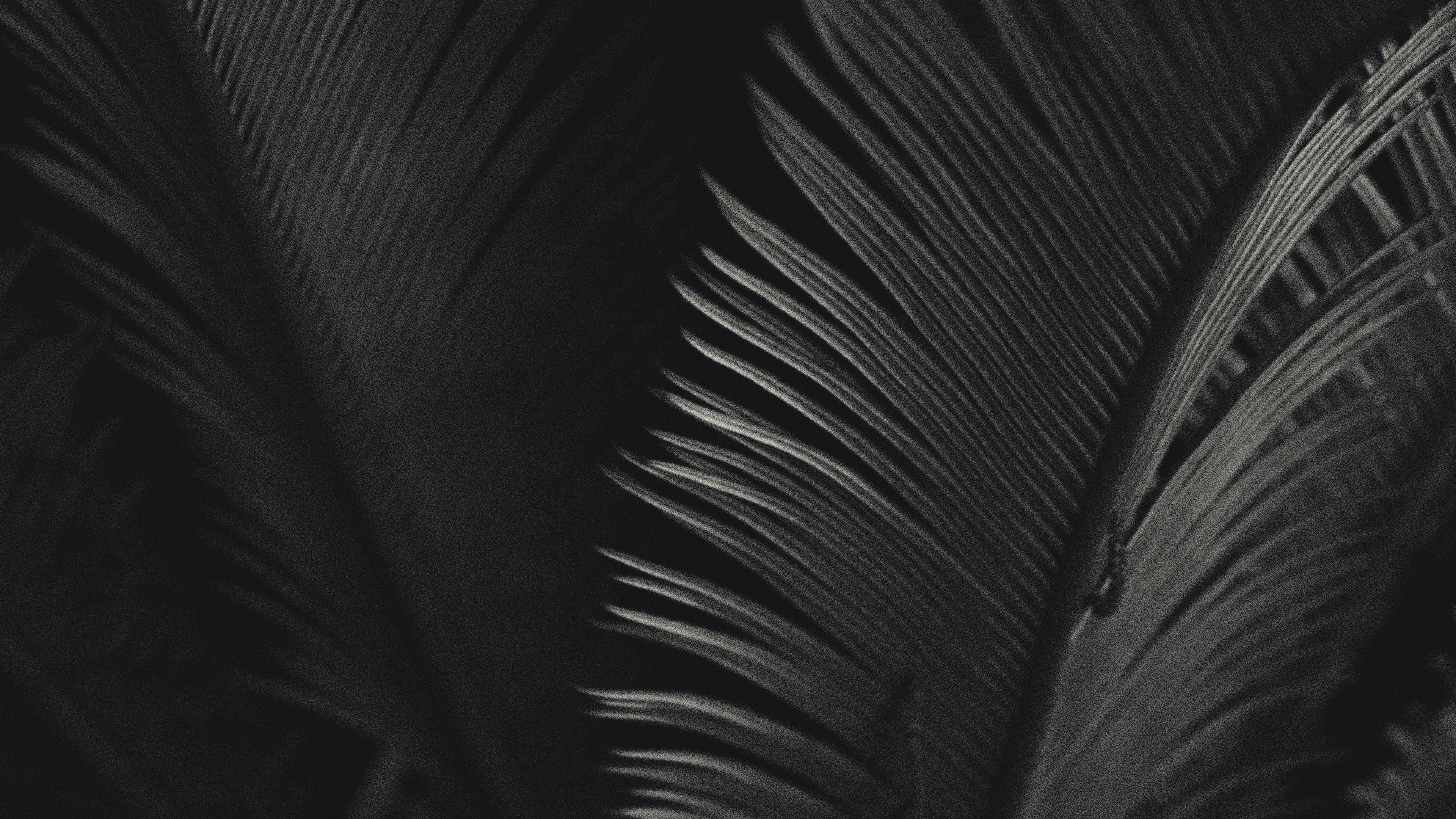 palm, leaves, bw, texture, 4k, HD Wallpaper