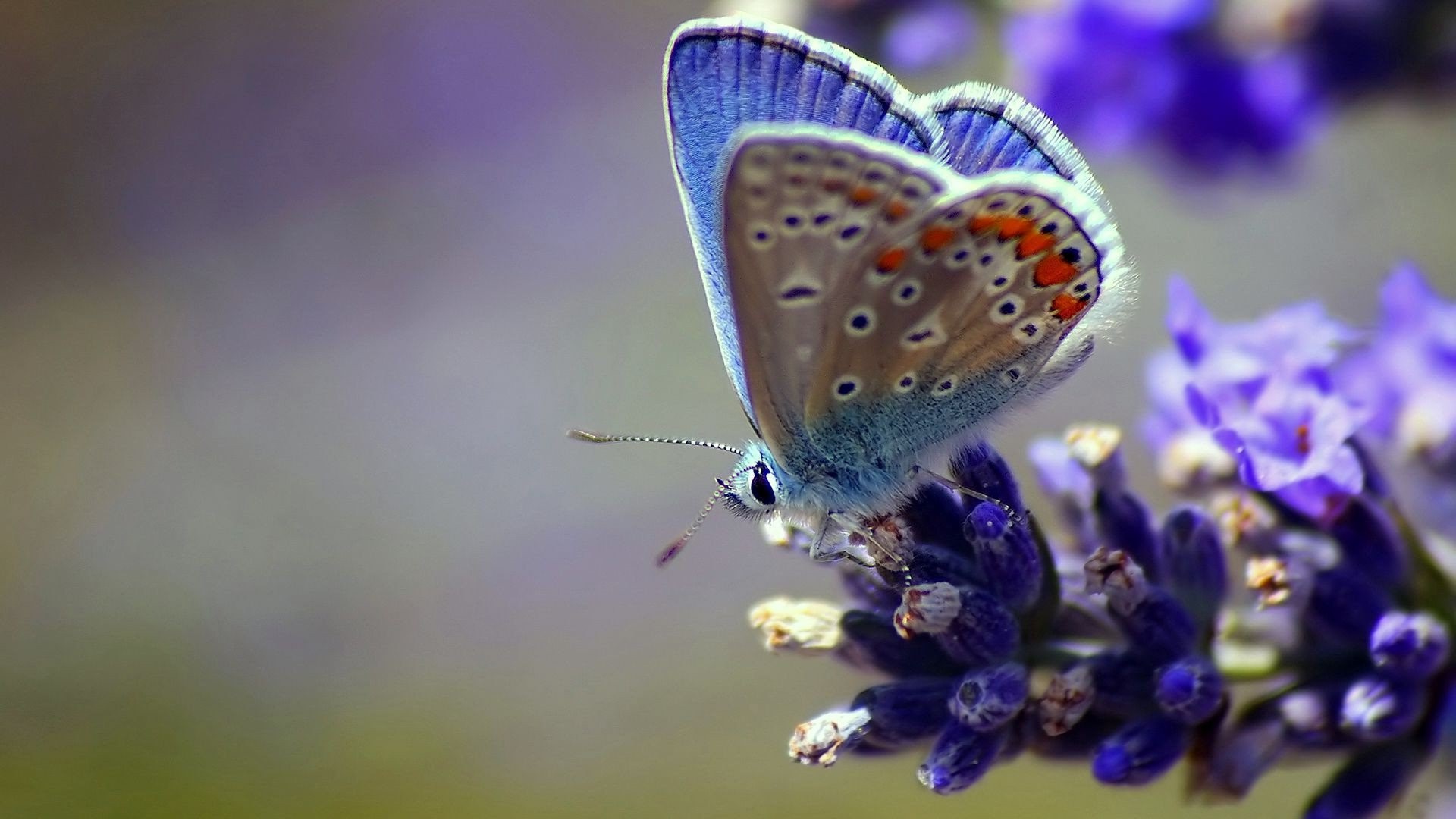 butterfly, flowers, wings, HD Wallpaper