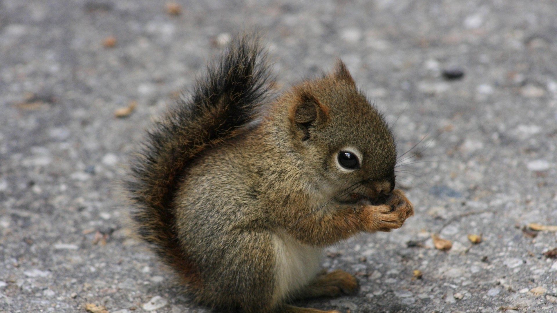 squirrel, animals, HD Wallpaper