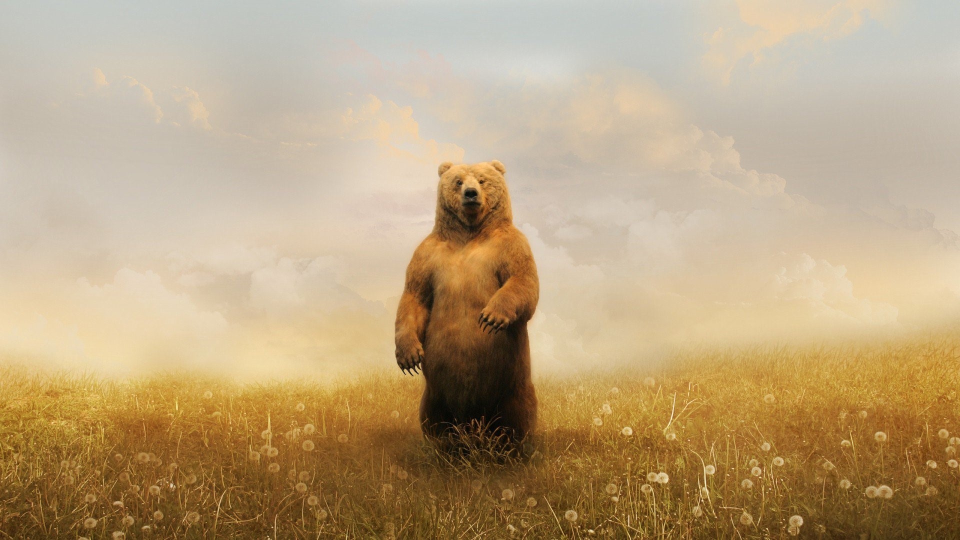 bear, field, animals, HD Wallpaper