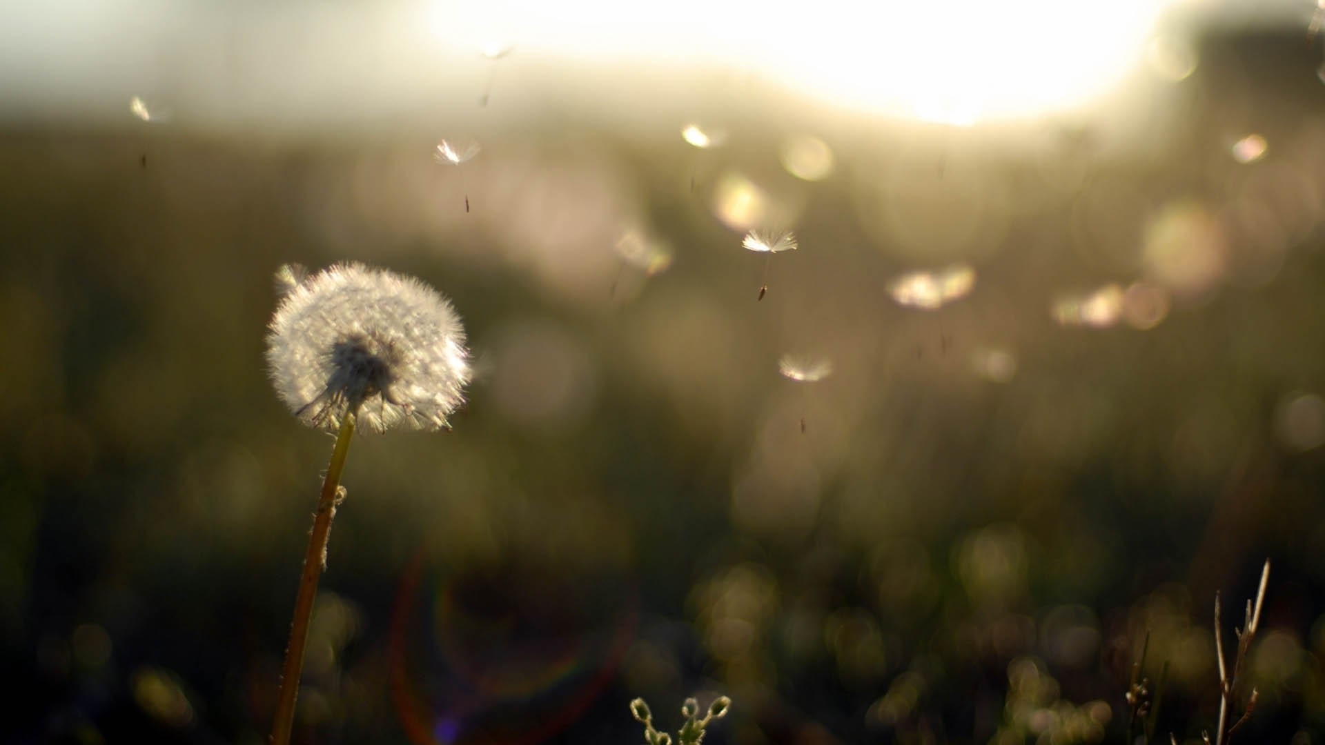 flowers, HD Wallpaper
