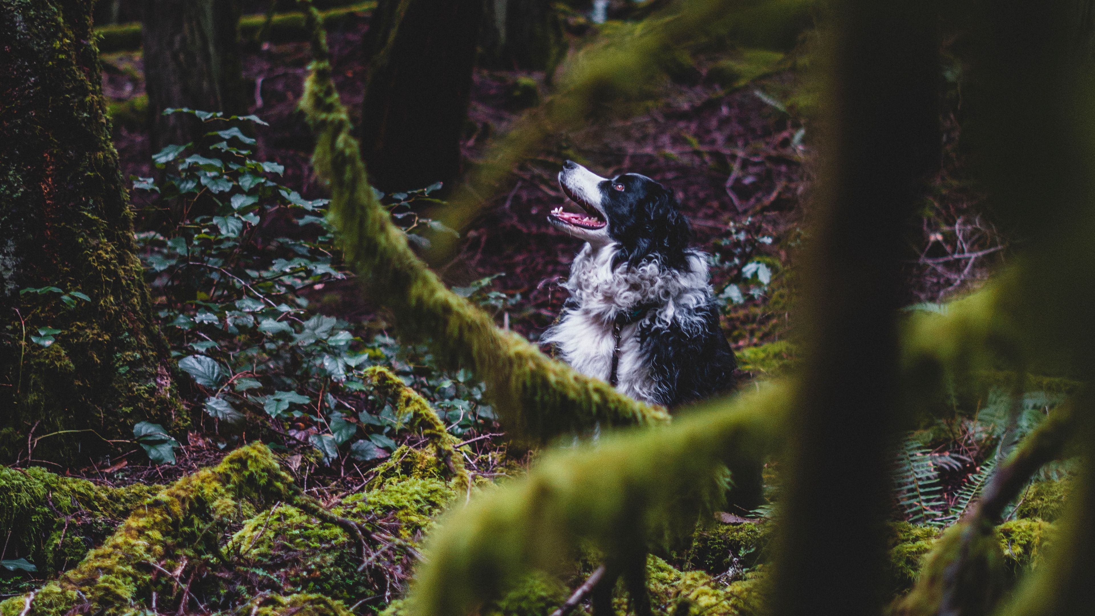 border collie, dog, forest, pet, 4k, HD Wallpaper