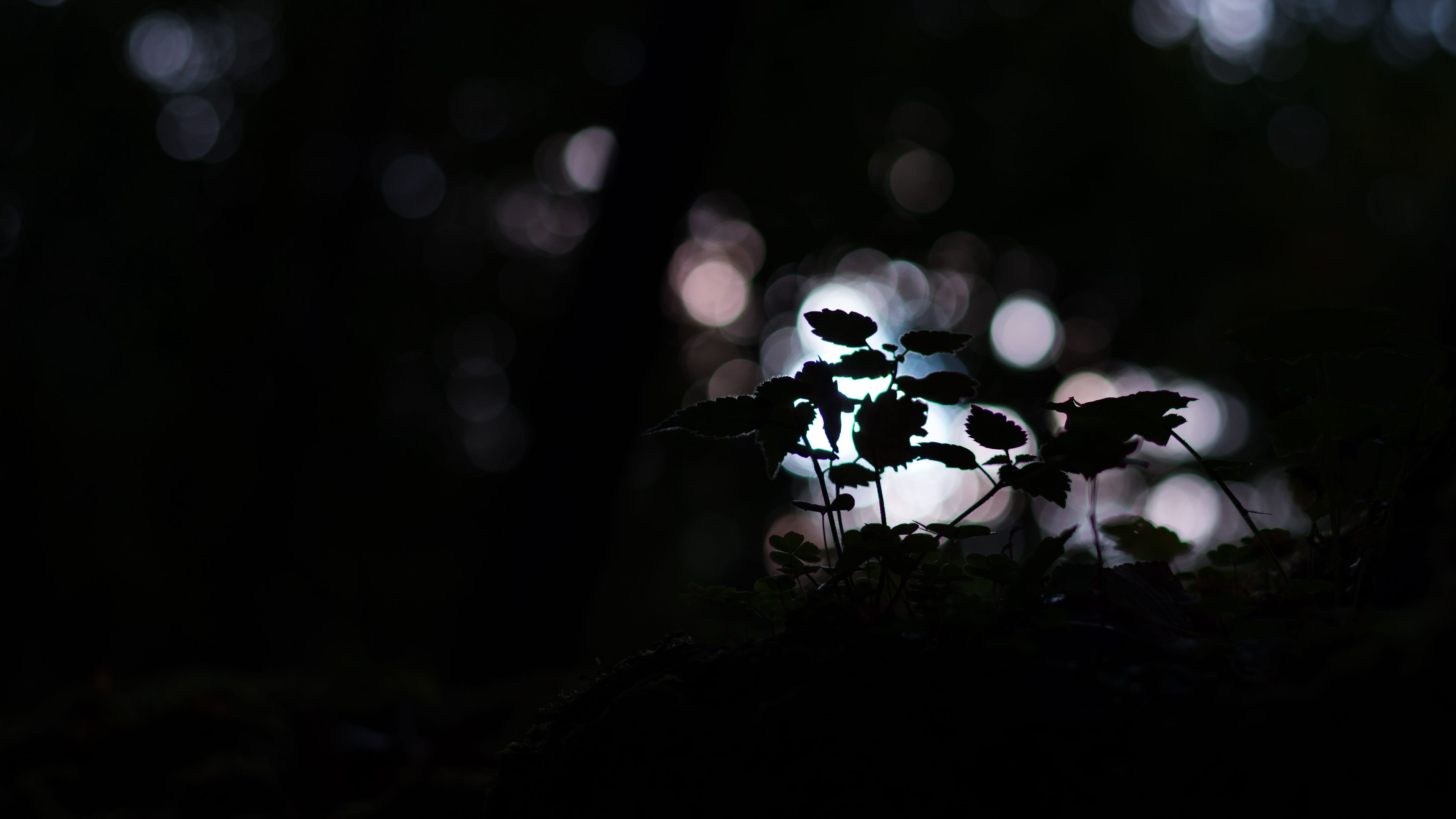 plant, dark, macro, bokeh, blur, 4k, HD Wallpaper
