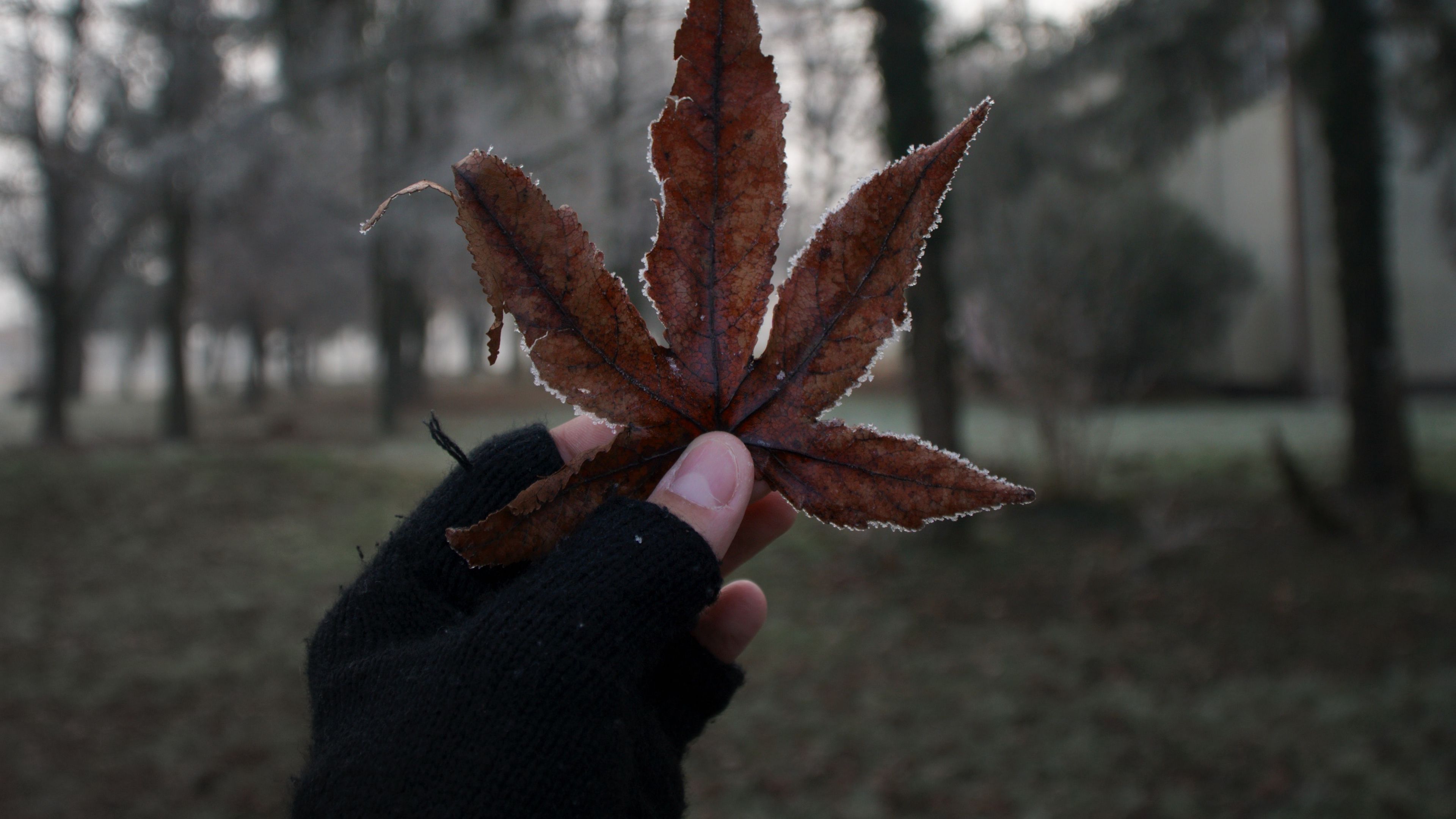 leaf, hand, fingers, glove, 4k, HD Wallpaper