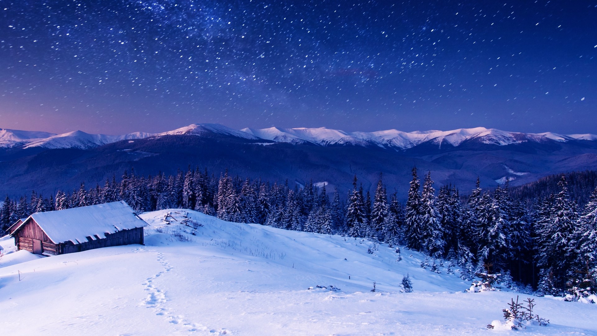 nature, star, forest, HD Wallpaper