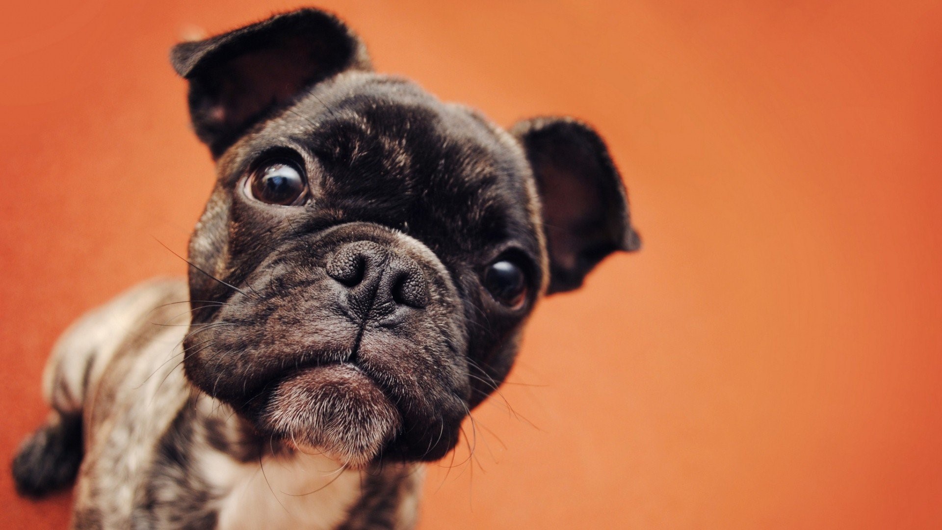 bulldog, animals, puppy, HD Wallpaper