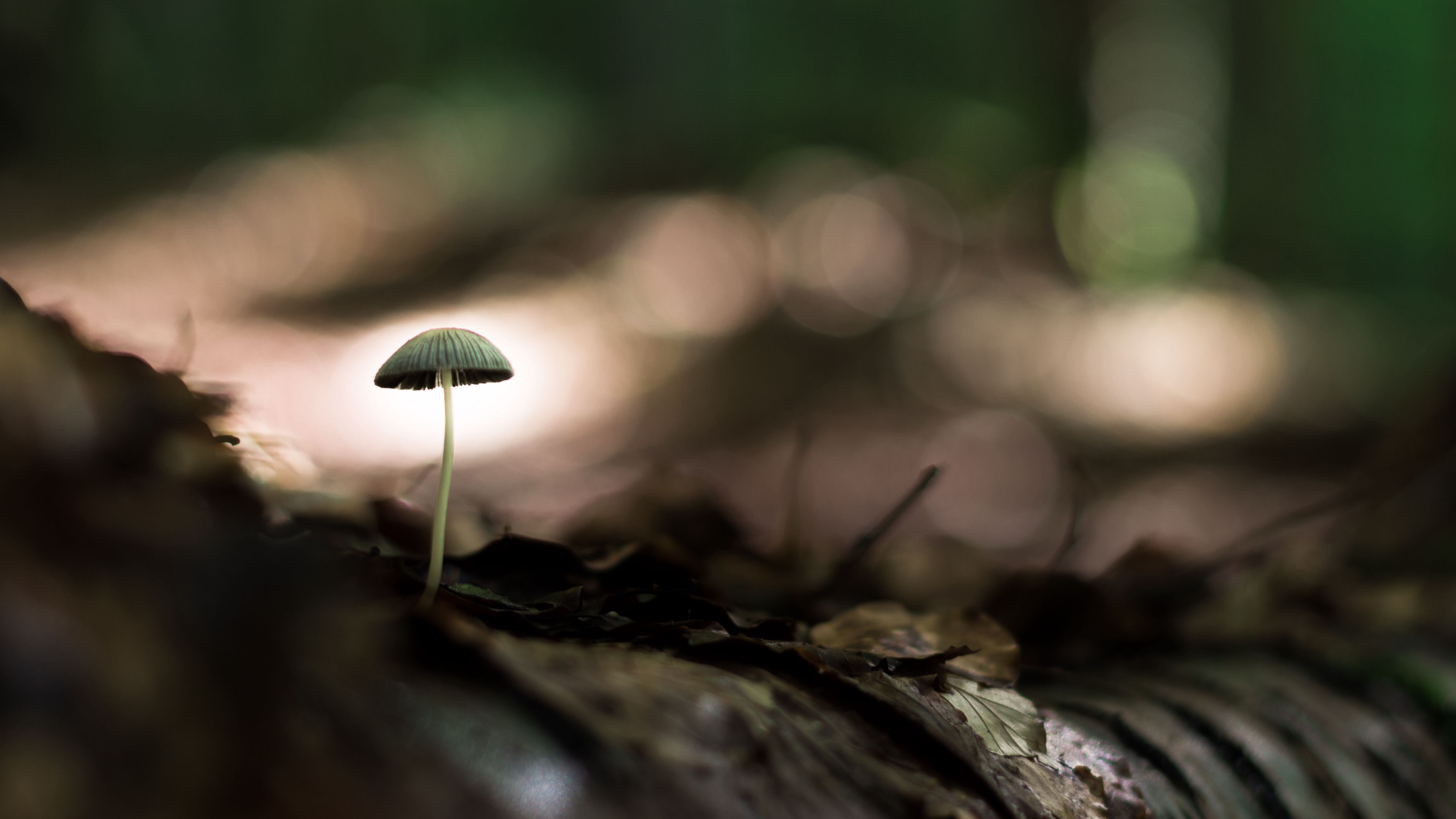 mushroom, macro, close-up, leaves, ground, 4k, HD Wallpaper