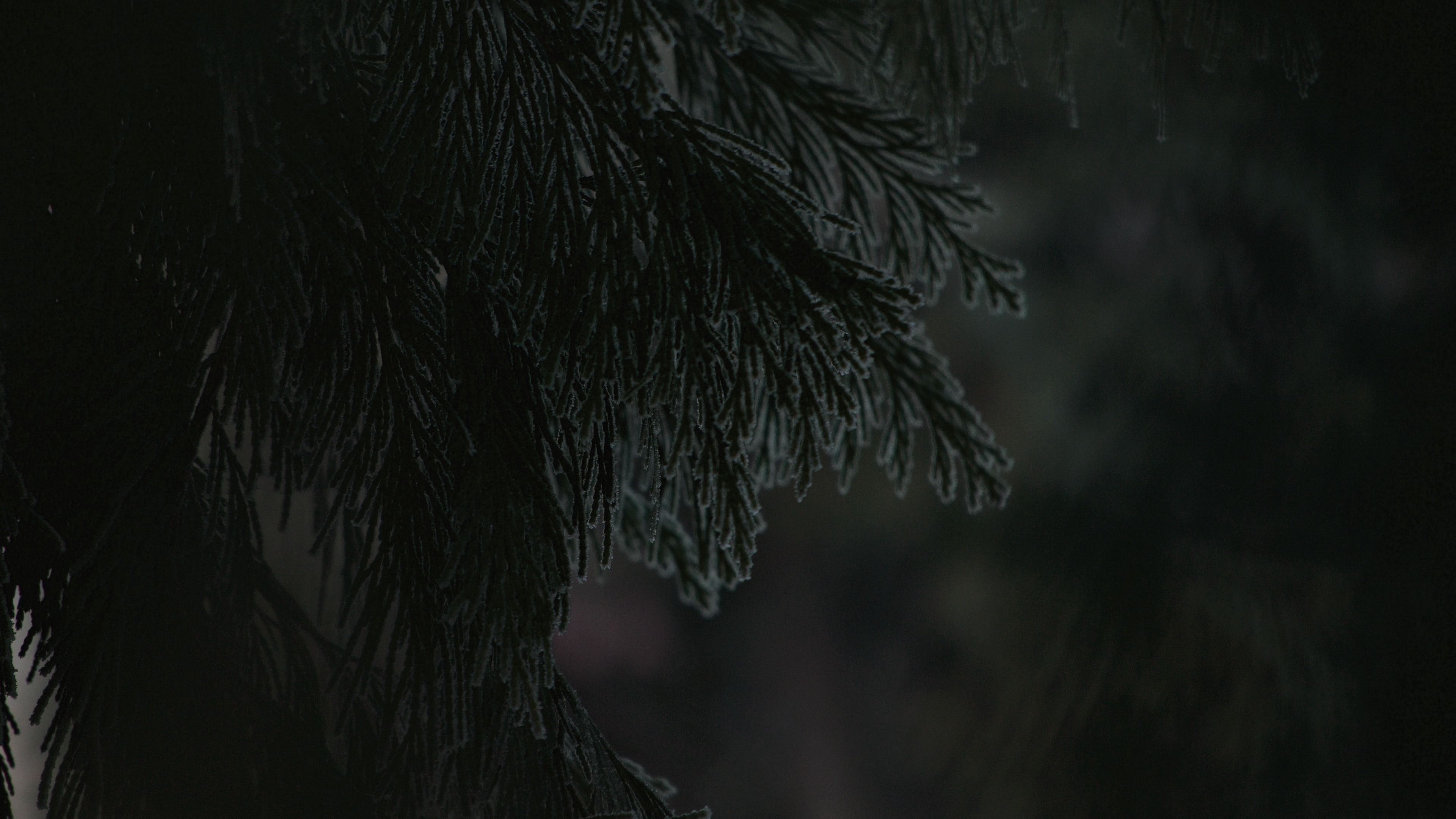branch, dark, needles, plant, 4k, HD Wallpaper