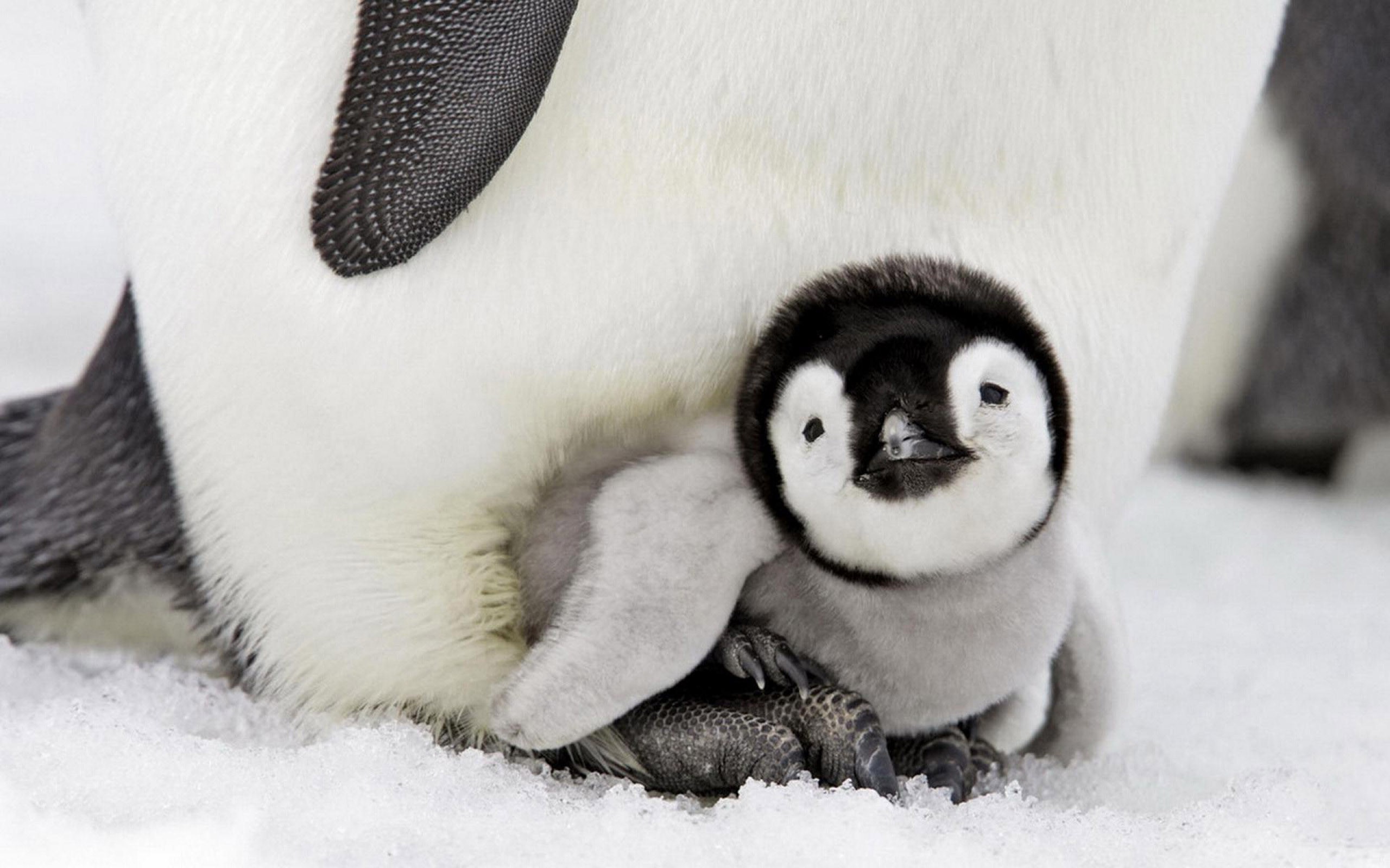 penguins, birds, cute, HD Wallpaper