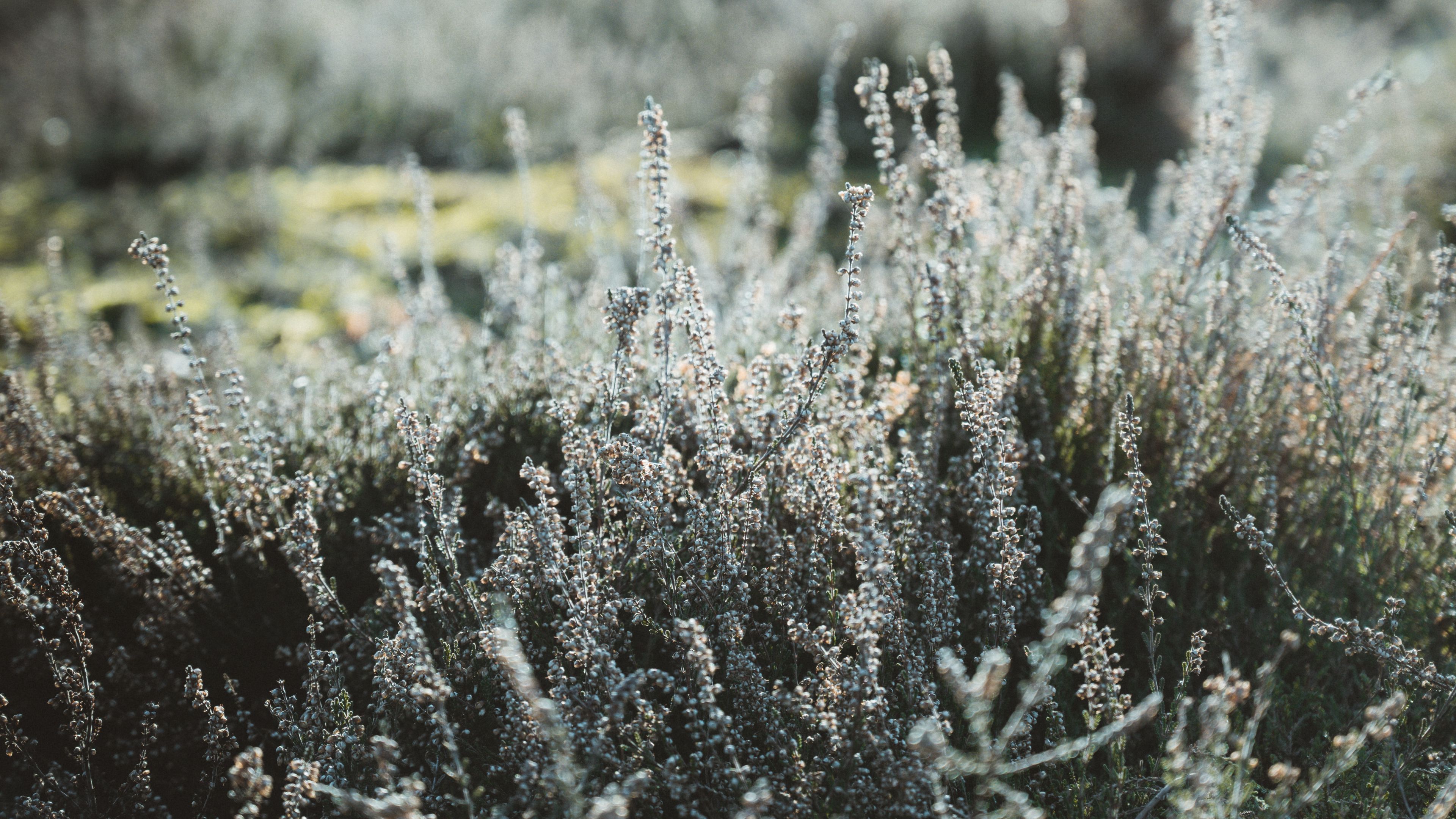 plant, flowers, wild, nature, 4k, HD Wallpaper