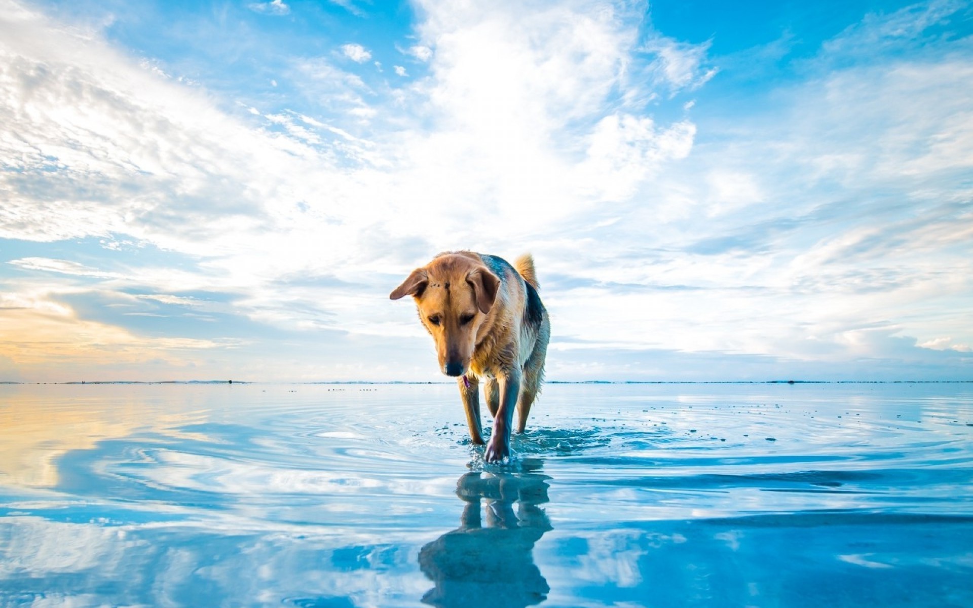 dog, lake, animals, HD Wallpaper