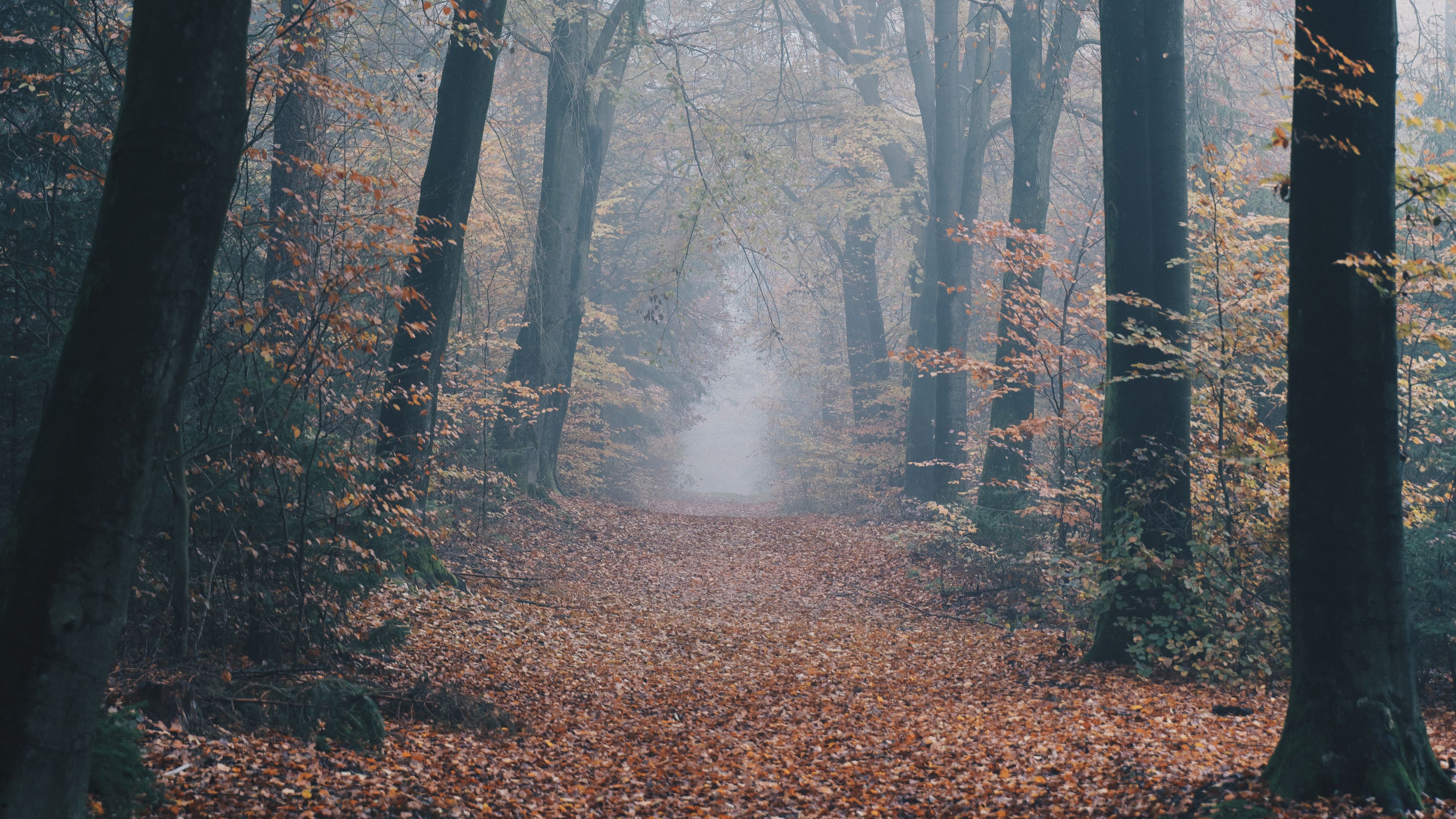 autumn, forest, fog, path, nature, 4k, HD Wallpaper