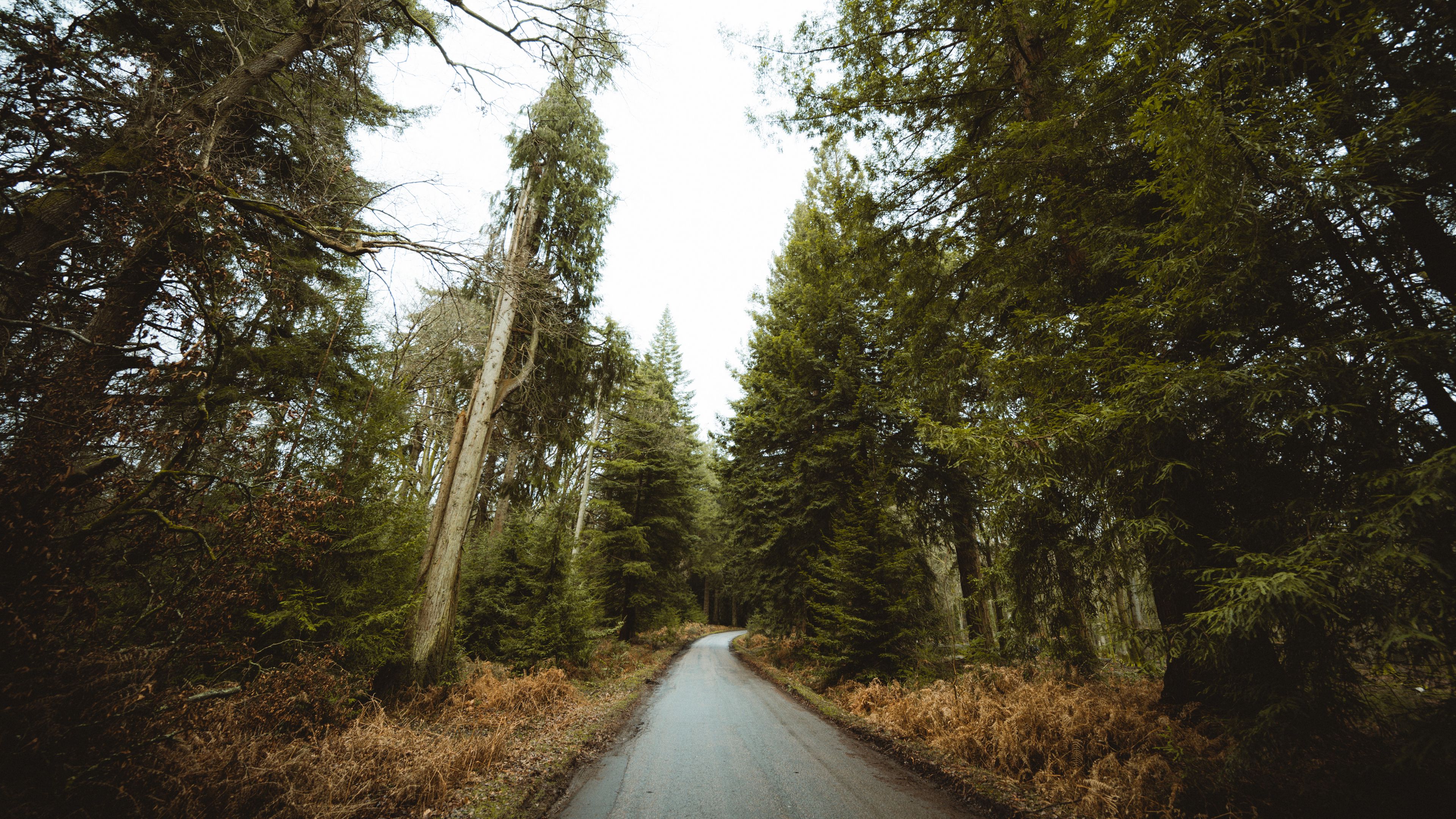 road, forest, park, trees, nature, 4k, HD Wallpaper