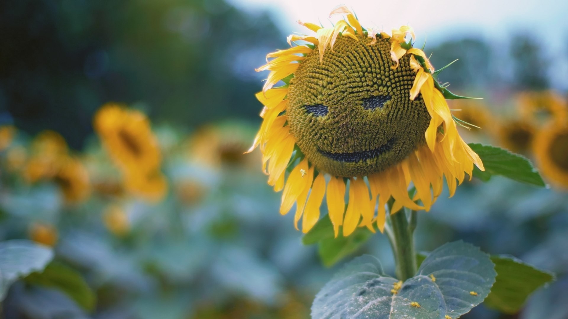 sunflower, smiling, HD Wallpaper