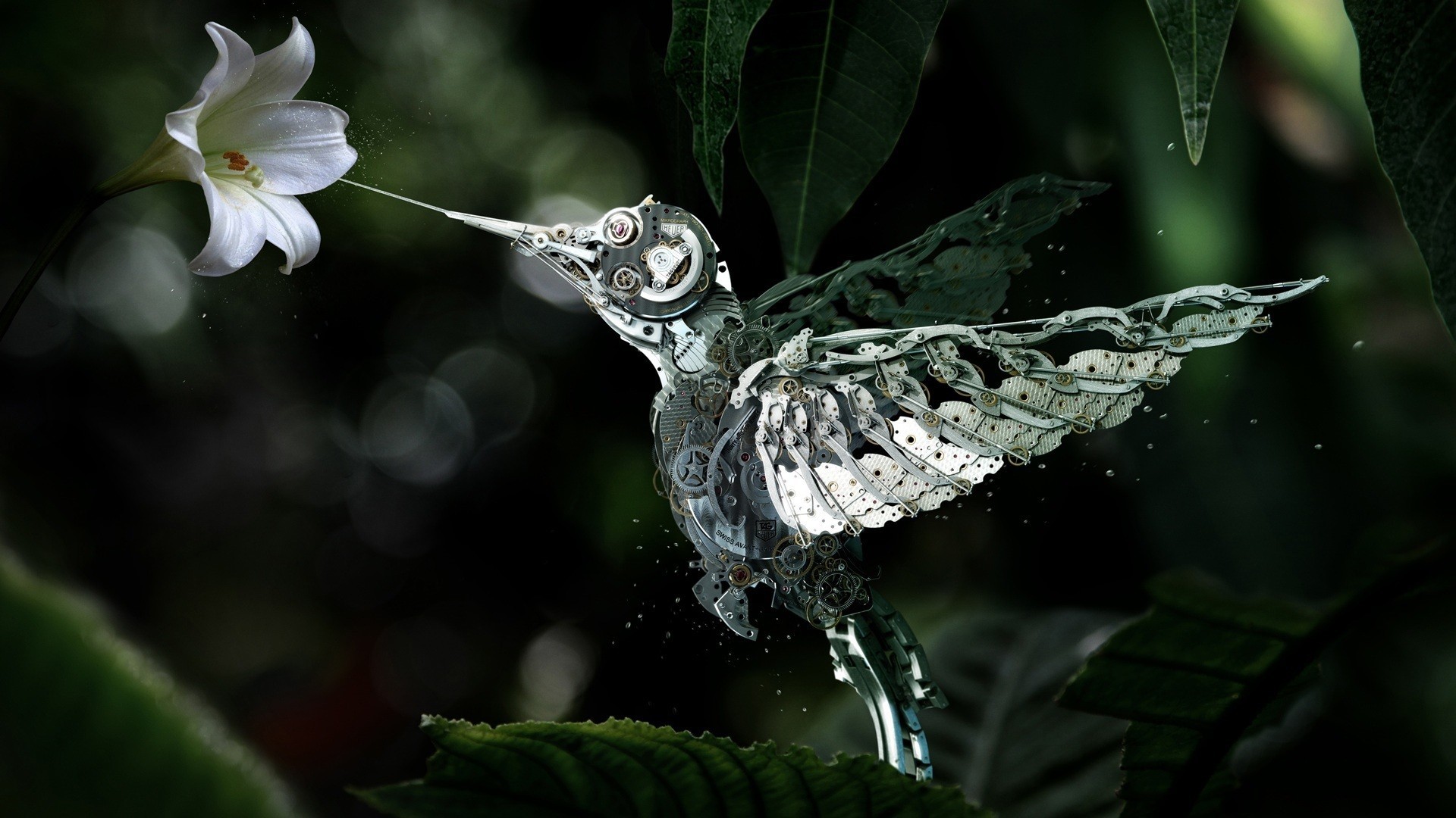 birds, creative, HD Wallpaper