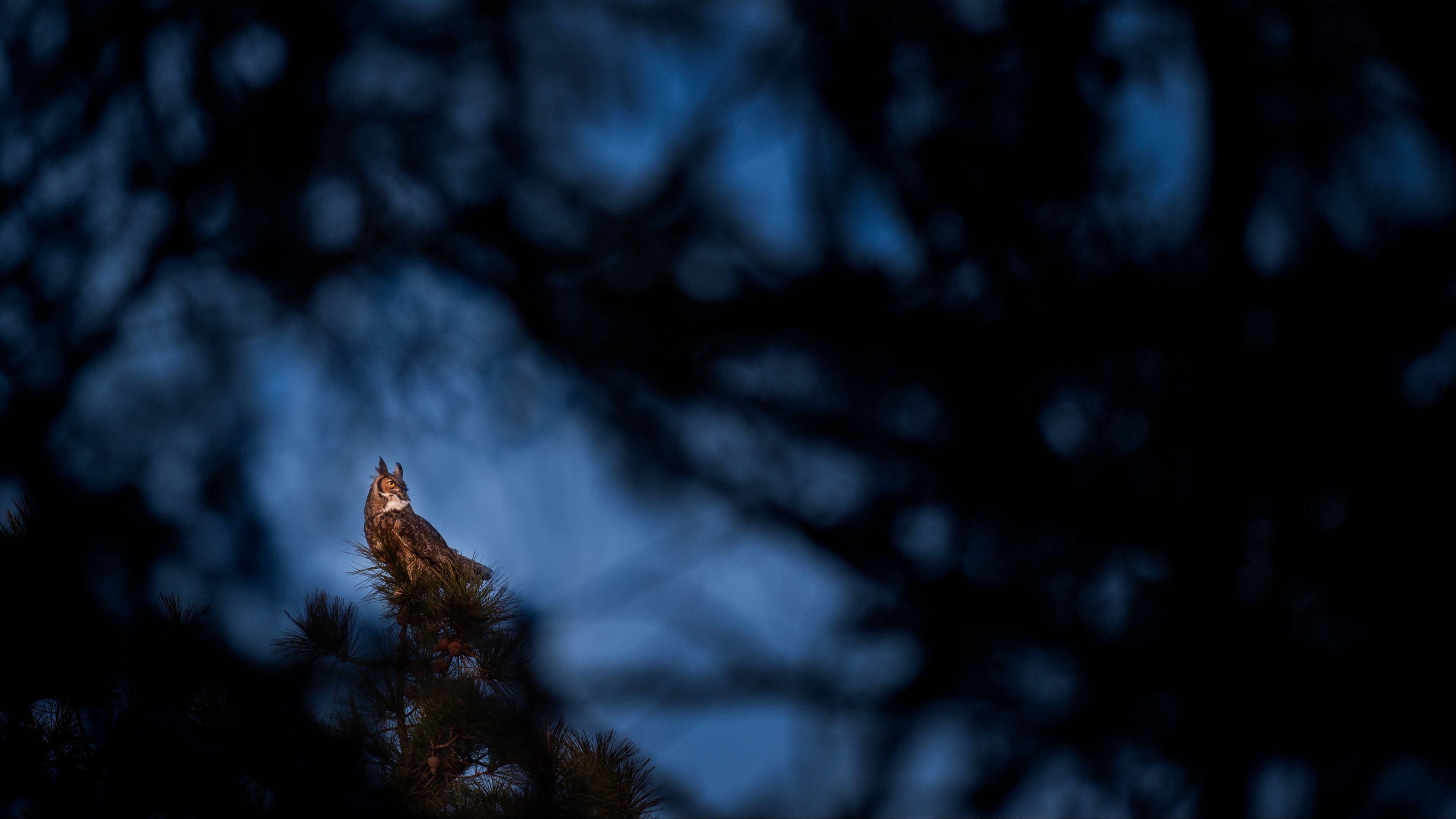 owl, bird, tree, branches, 4k, HD Wallpaper