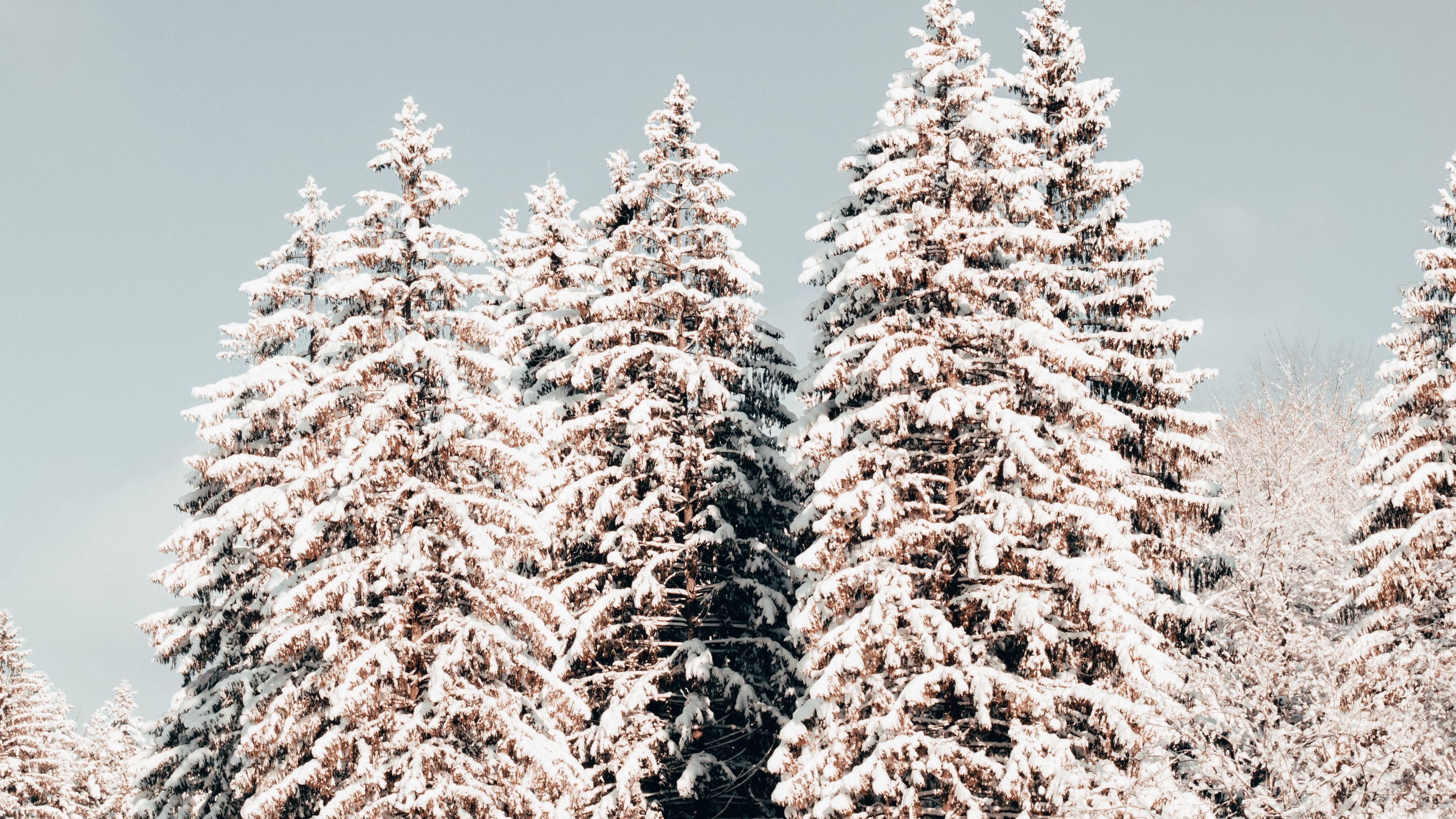 pines, trees, snow, winter, 4k, HD Wallpaper