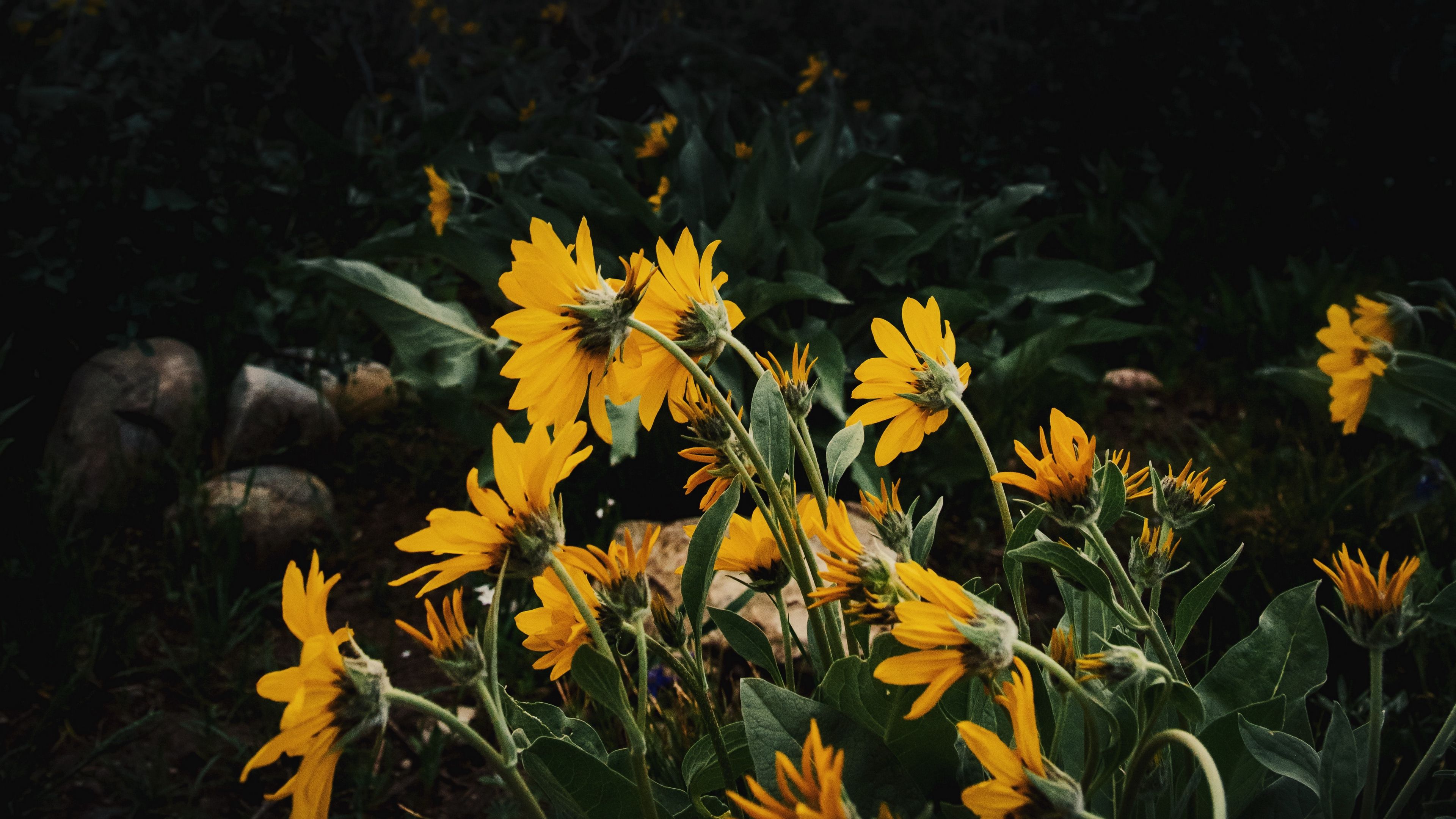 sunflowers, flowers, plants, distance, cloudy, 4k, HD Wallpaper