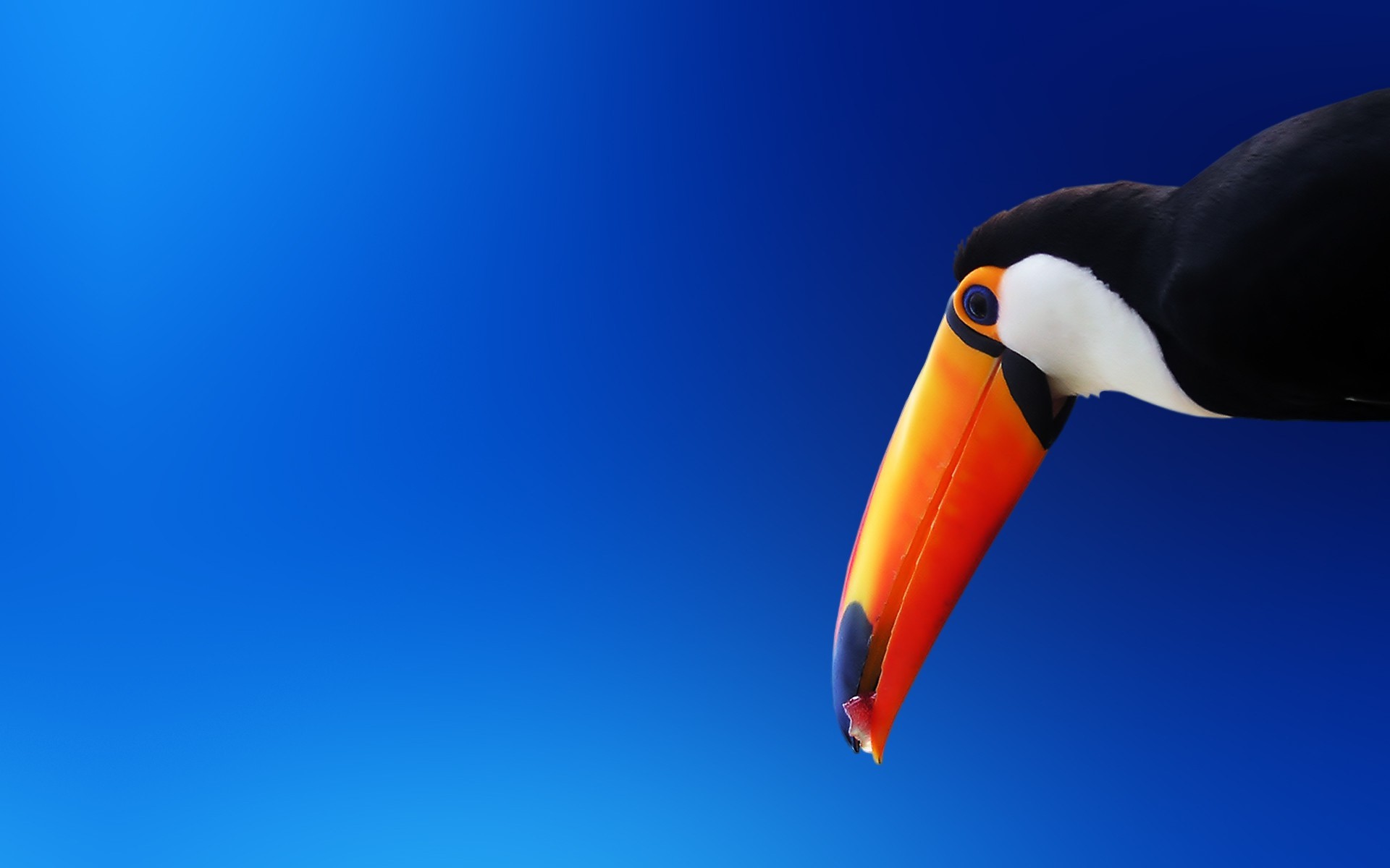 toucans, birds, HD Wallpaper