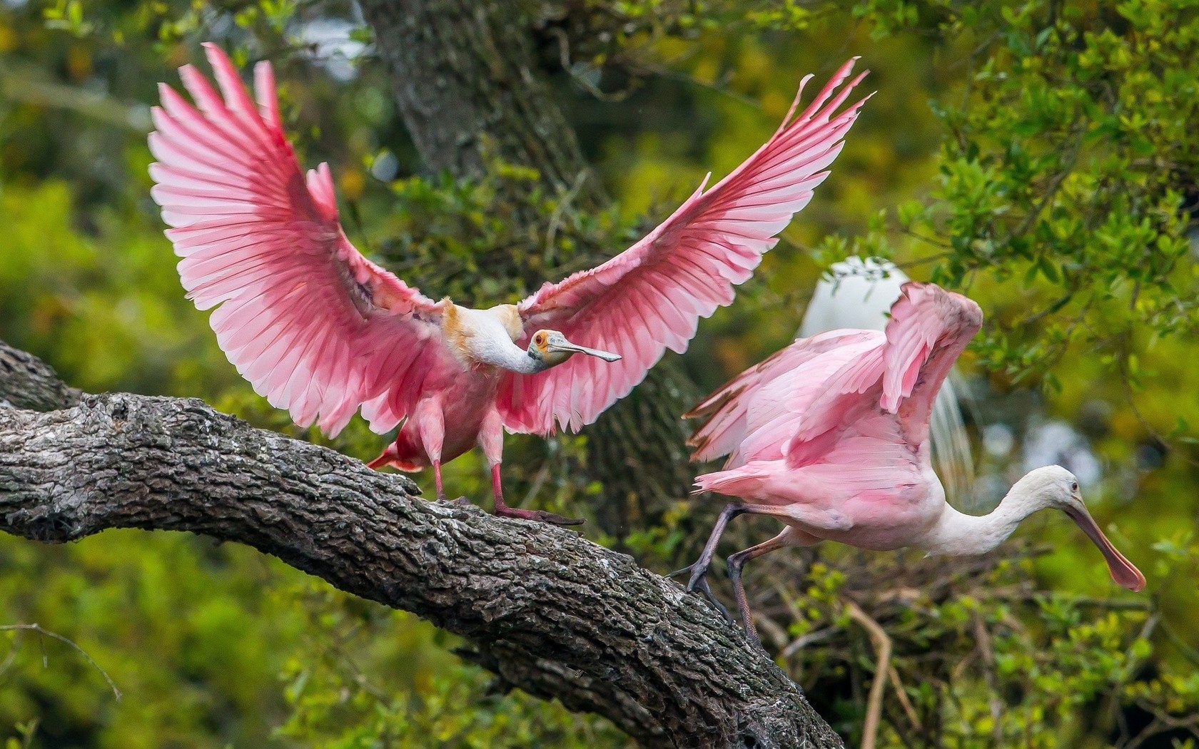 pink, birds, HD Wallpaper