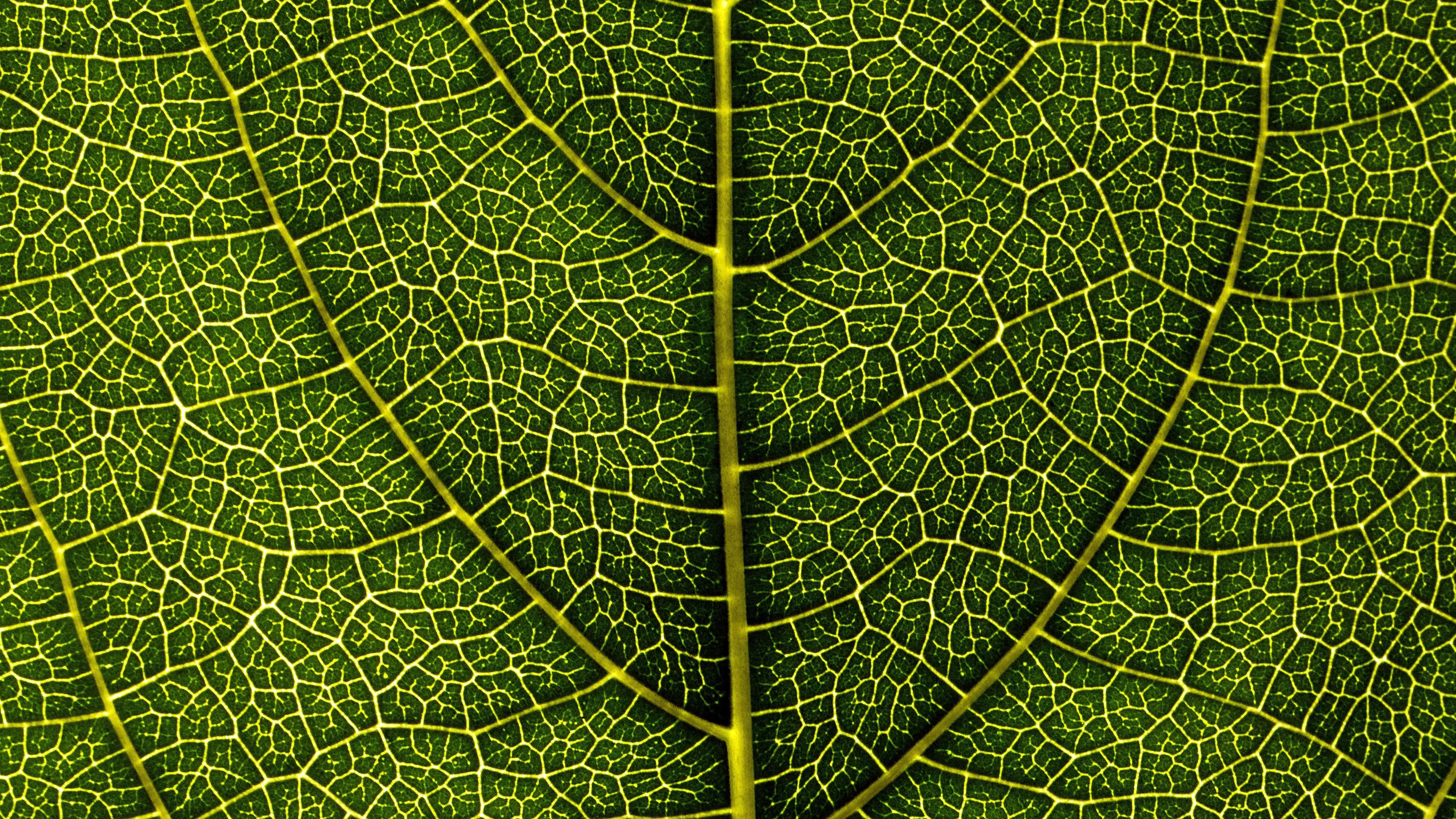 leaf, veins, macro, 4k, HD Wallpaper