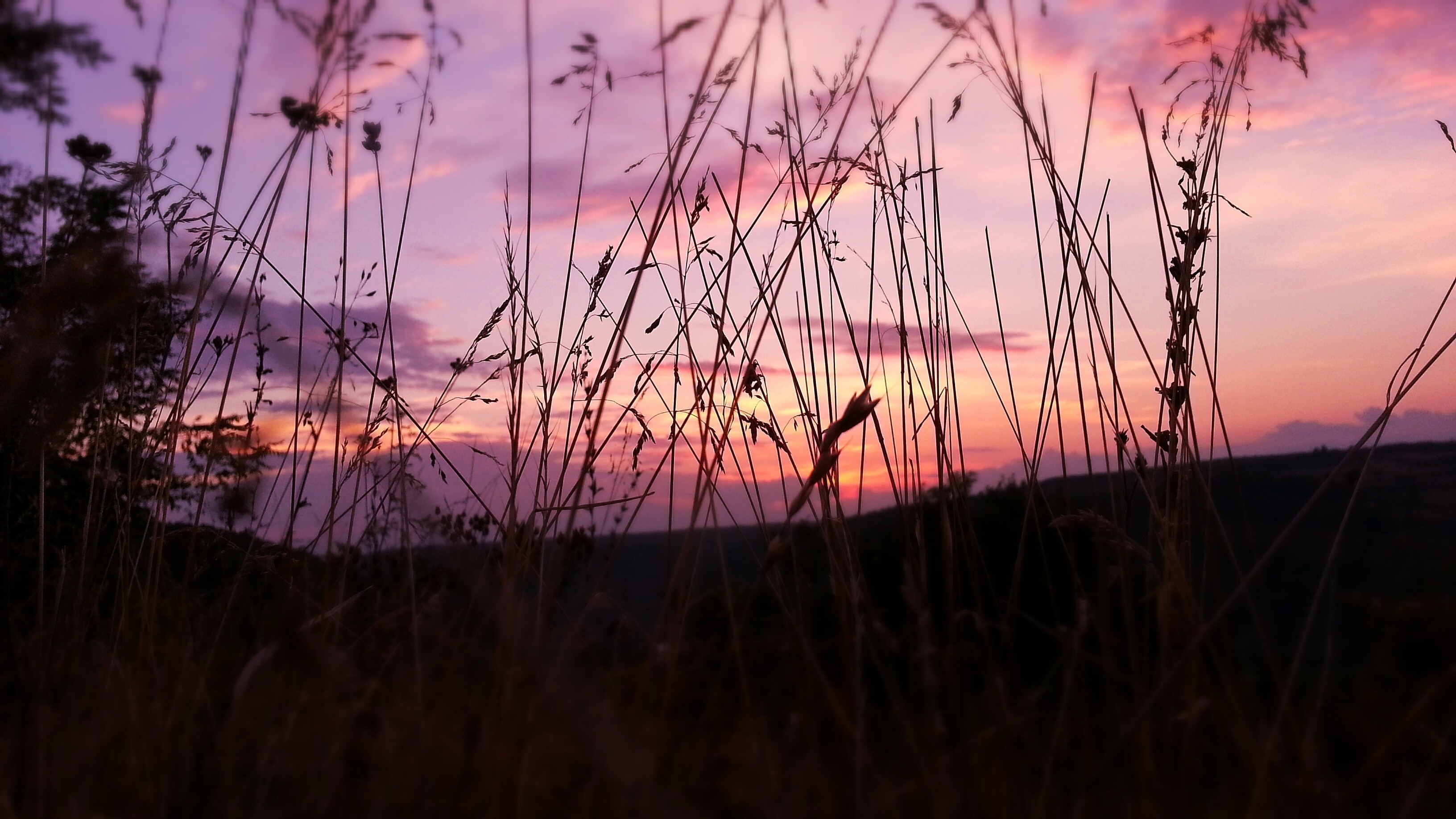 pink, sky, nature, HD Wallpaper
