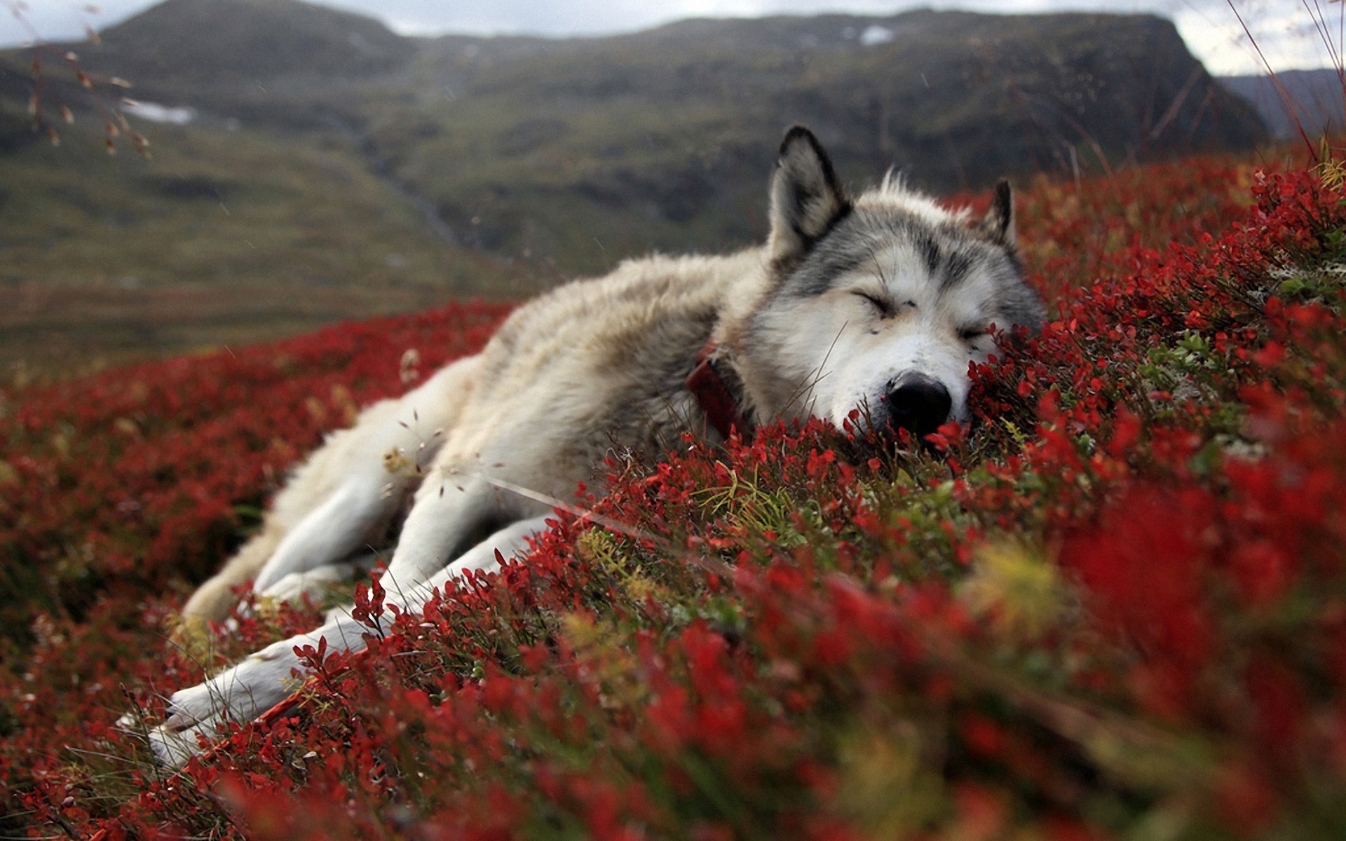 wolf, wild, animals, HD Wallpaper