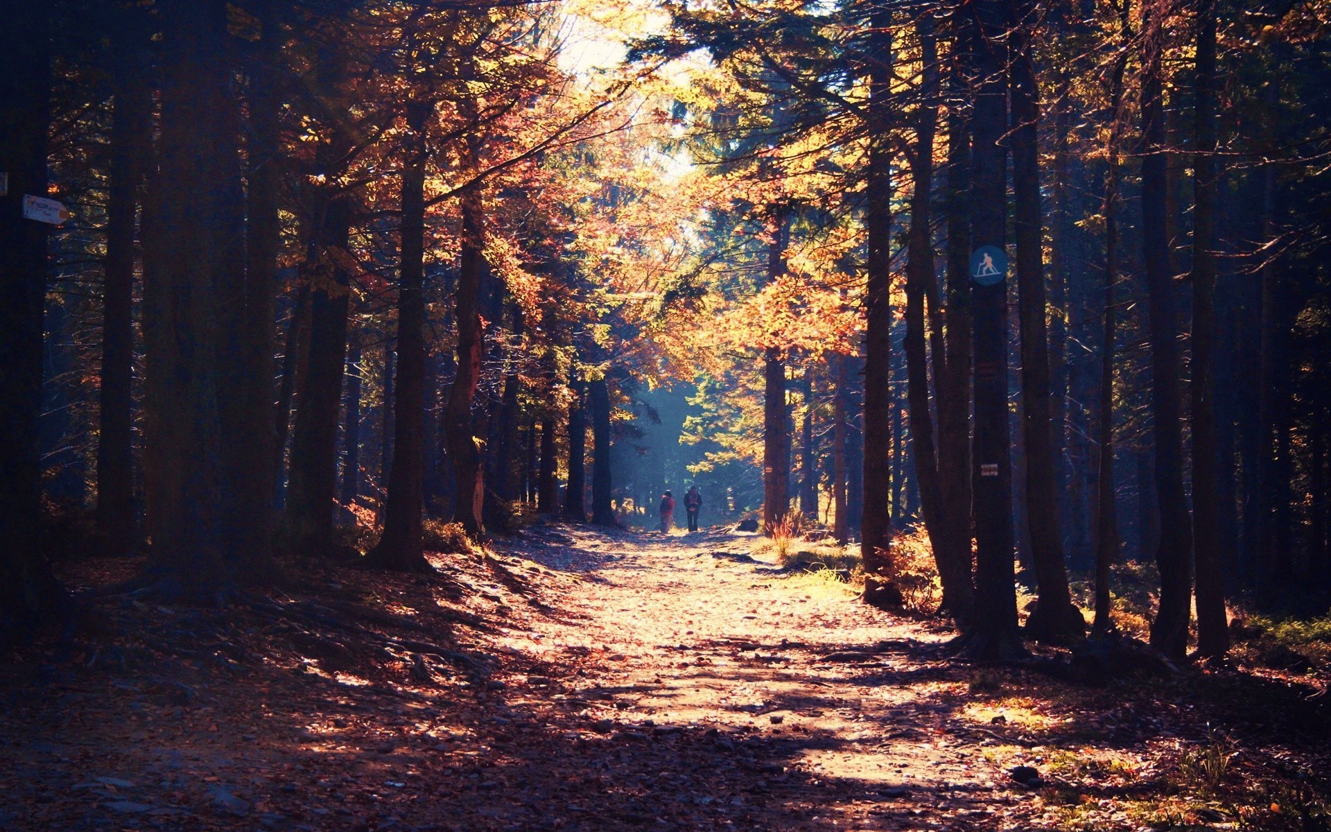 nature, forest, HD Wallpaper