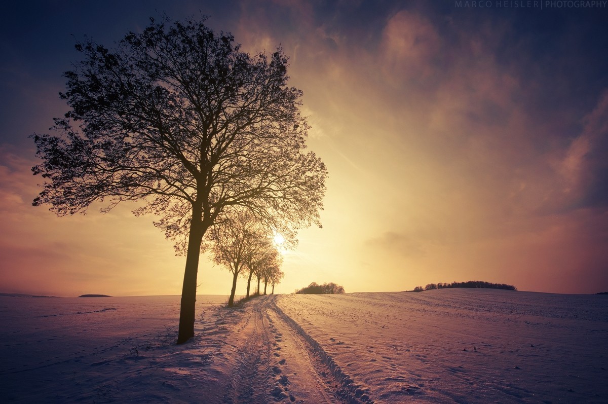 snow, trees, sunlight, nature, HD Wallpaper