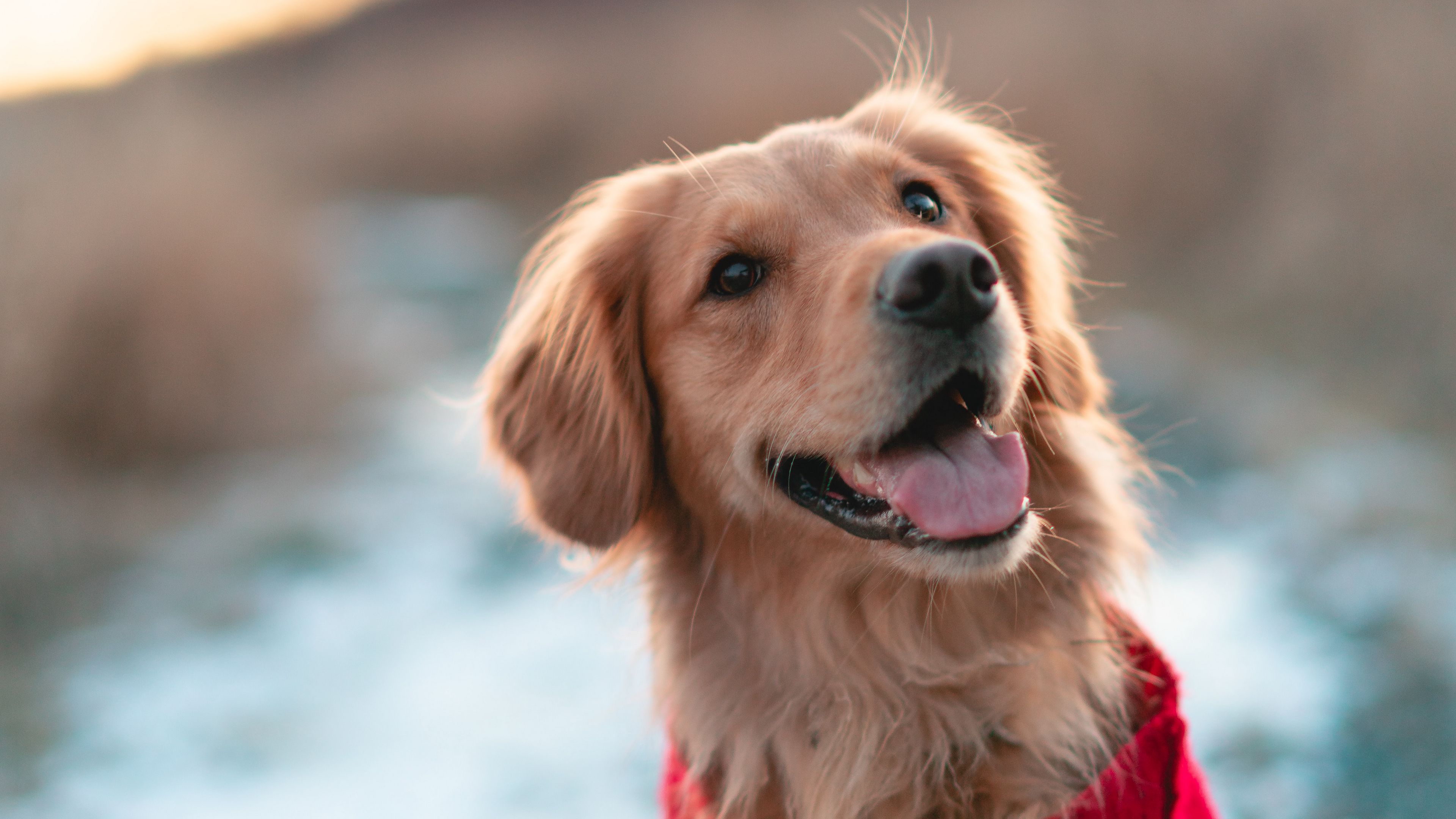 dog, brown, protruding tongue, pet, 4k, HD Wallpaper
