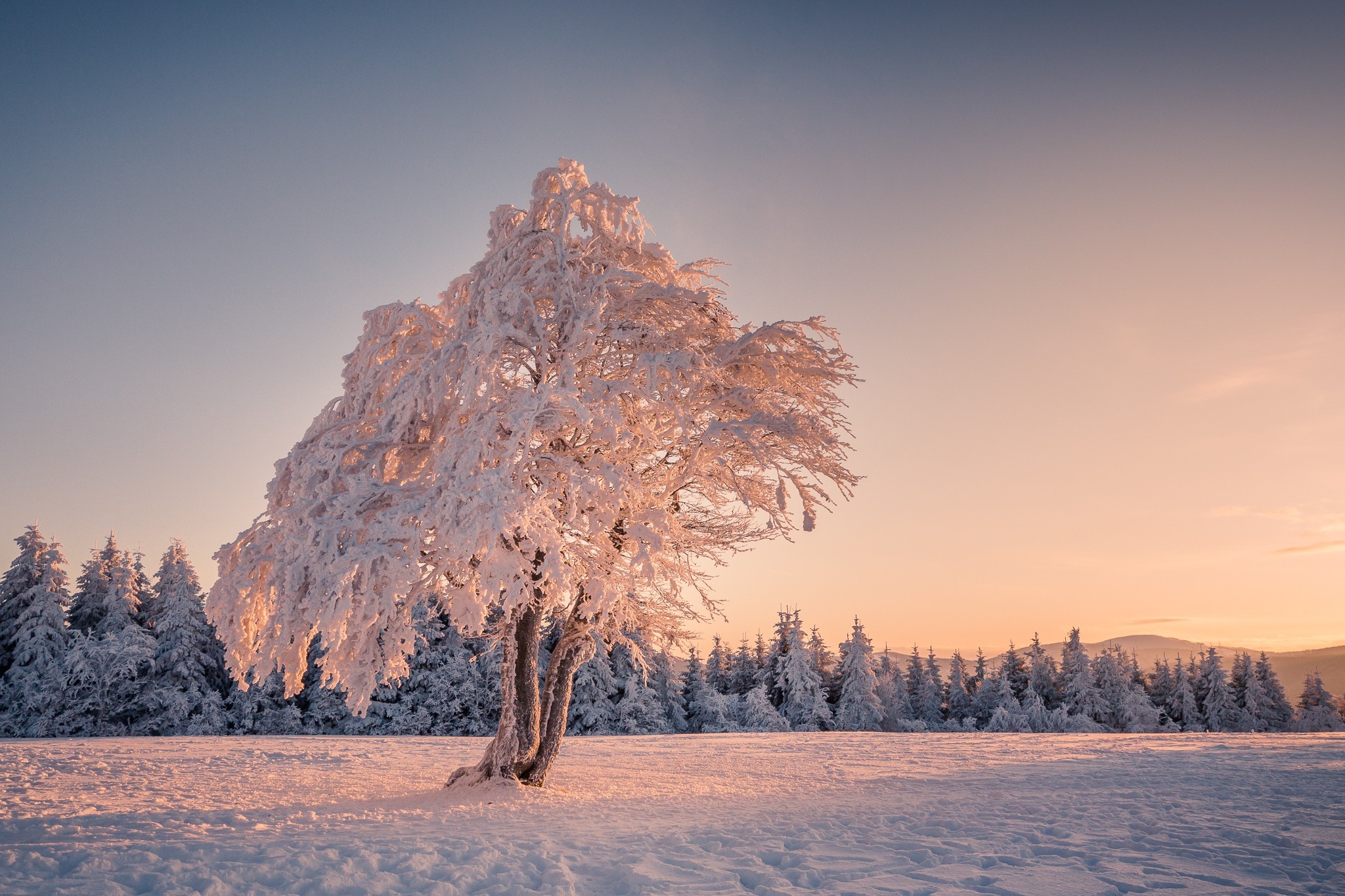 winter, snow, trees, nature, mountains, HD Wallpaper