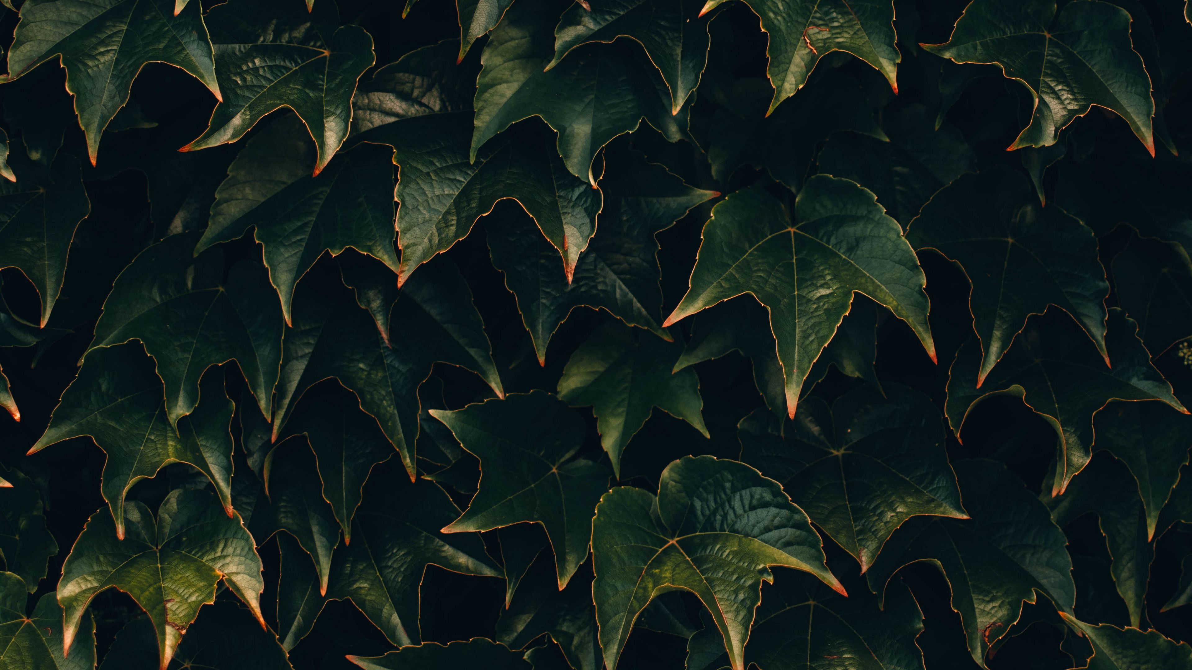 leaves, plant, green, surface, 4k, HD Wallpaper