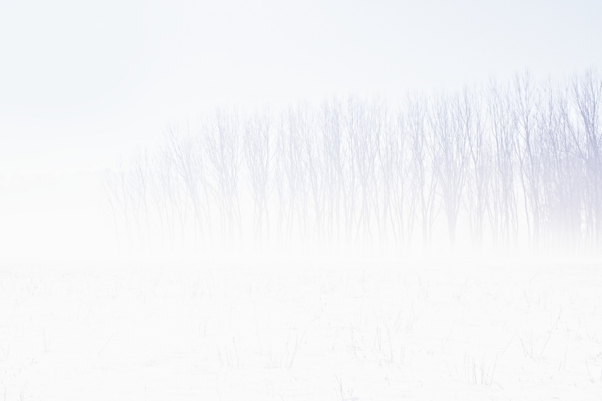 snow, trees, abstract, simple background, artist, digital art, HD Wallpaper