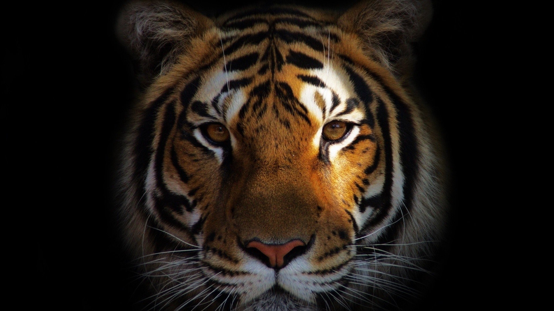 animals, lion, tiger, HD Wallpaper
