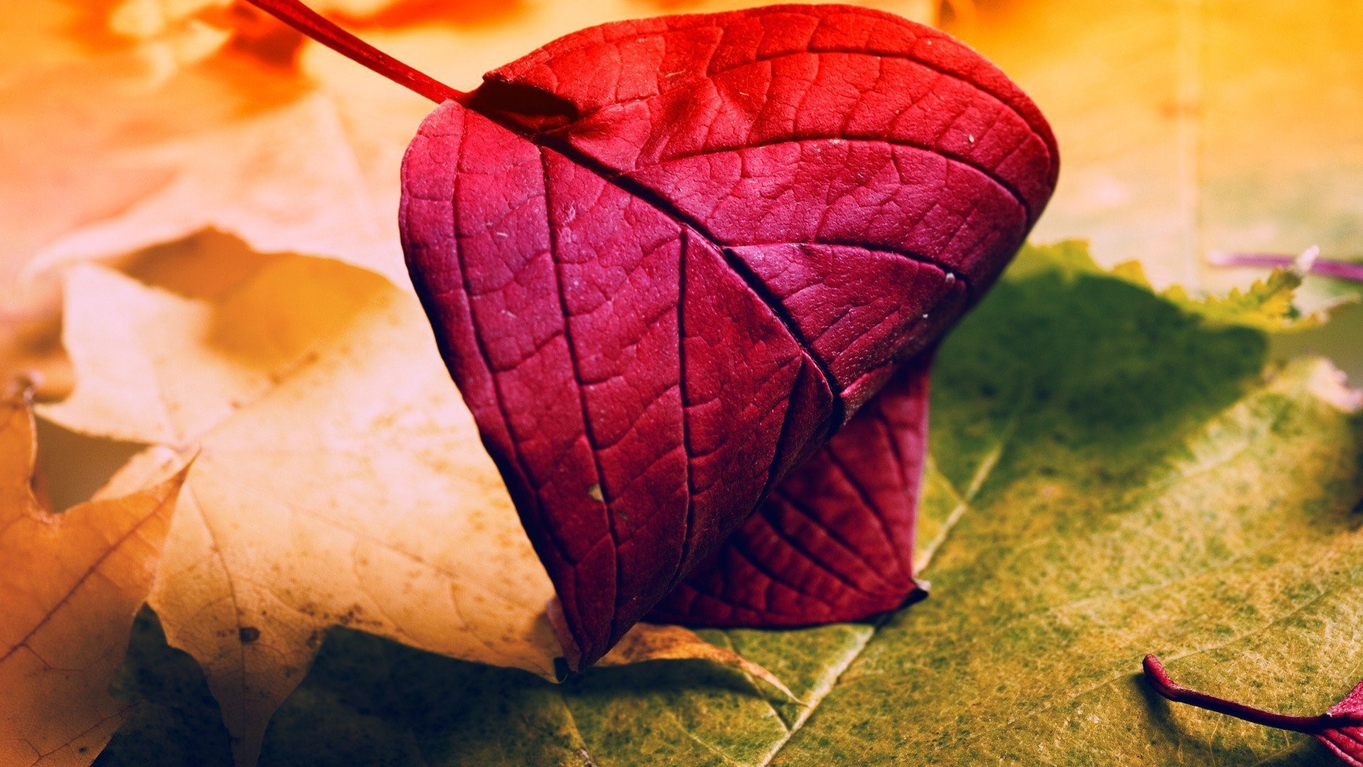 red, leaves, nature, HD Wallpaper