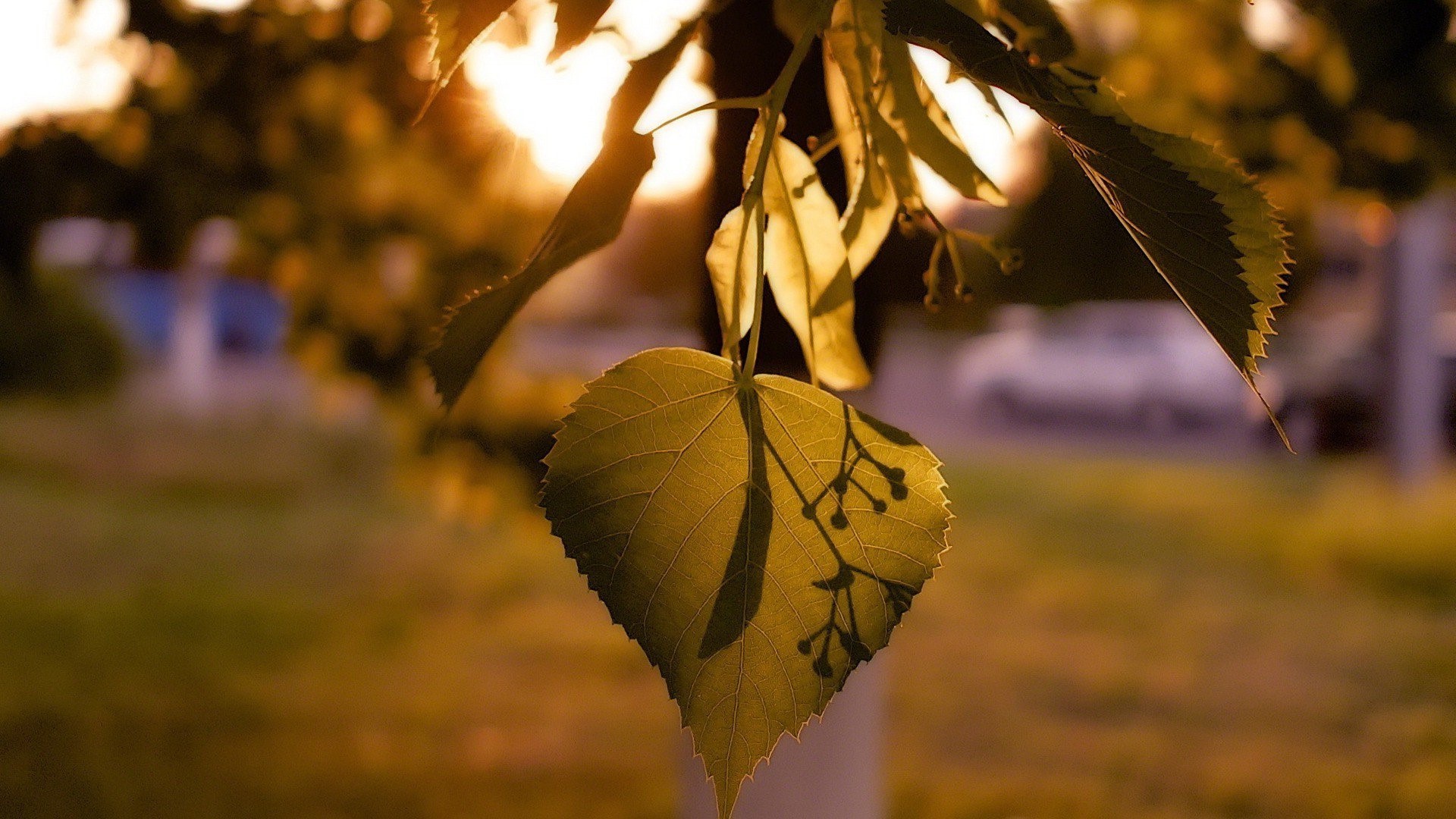 leaves, nature, HD Wallpaper