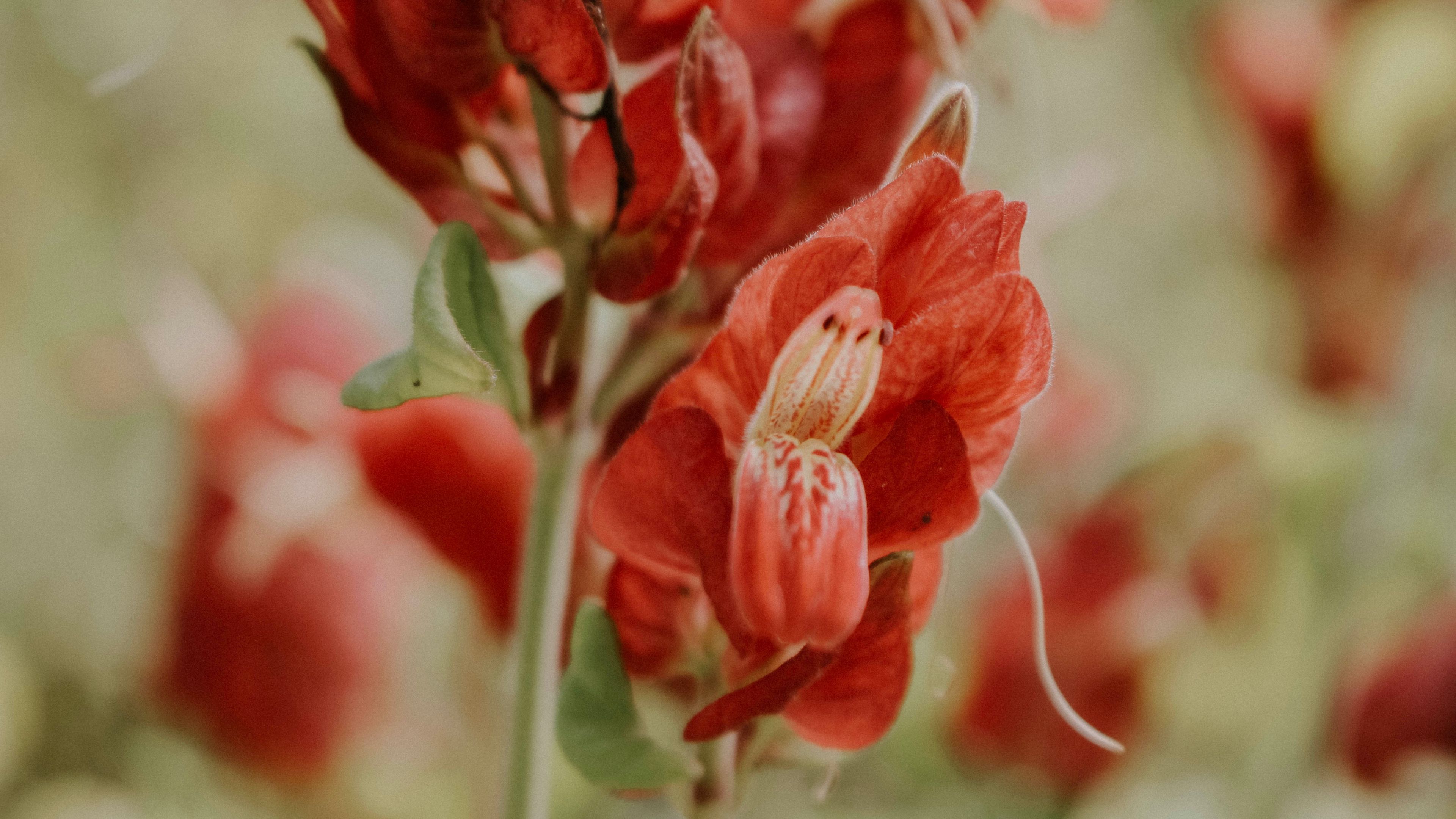 flower, red, close up, plant, 4k, HD Wallpaper