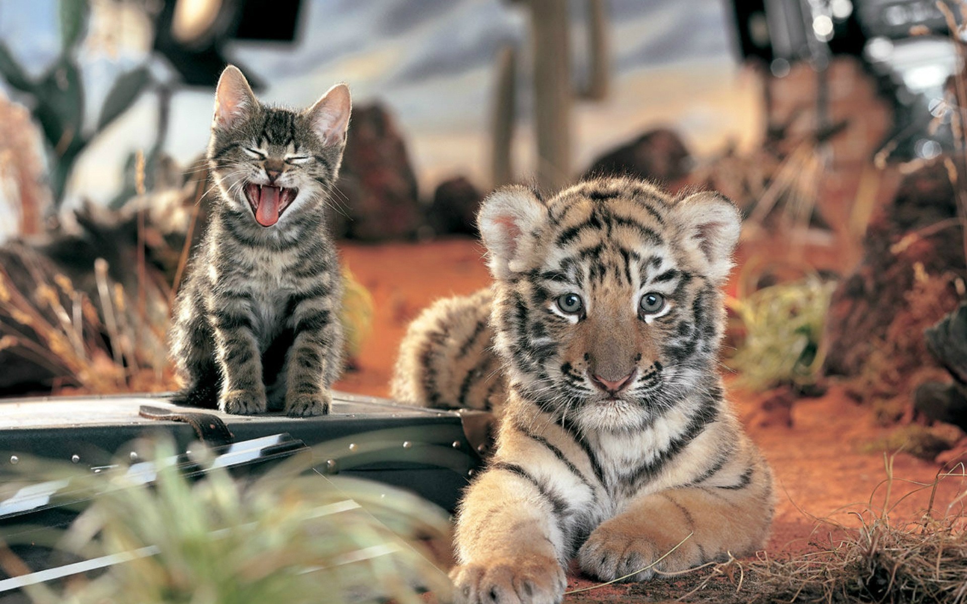 tiger, cat, animals, HD Wallpaper