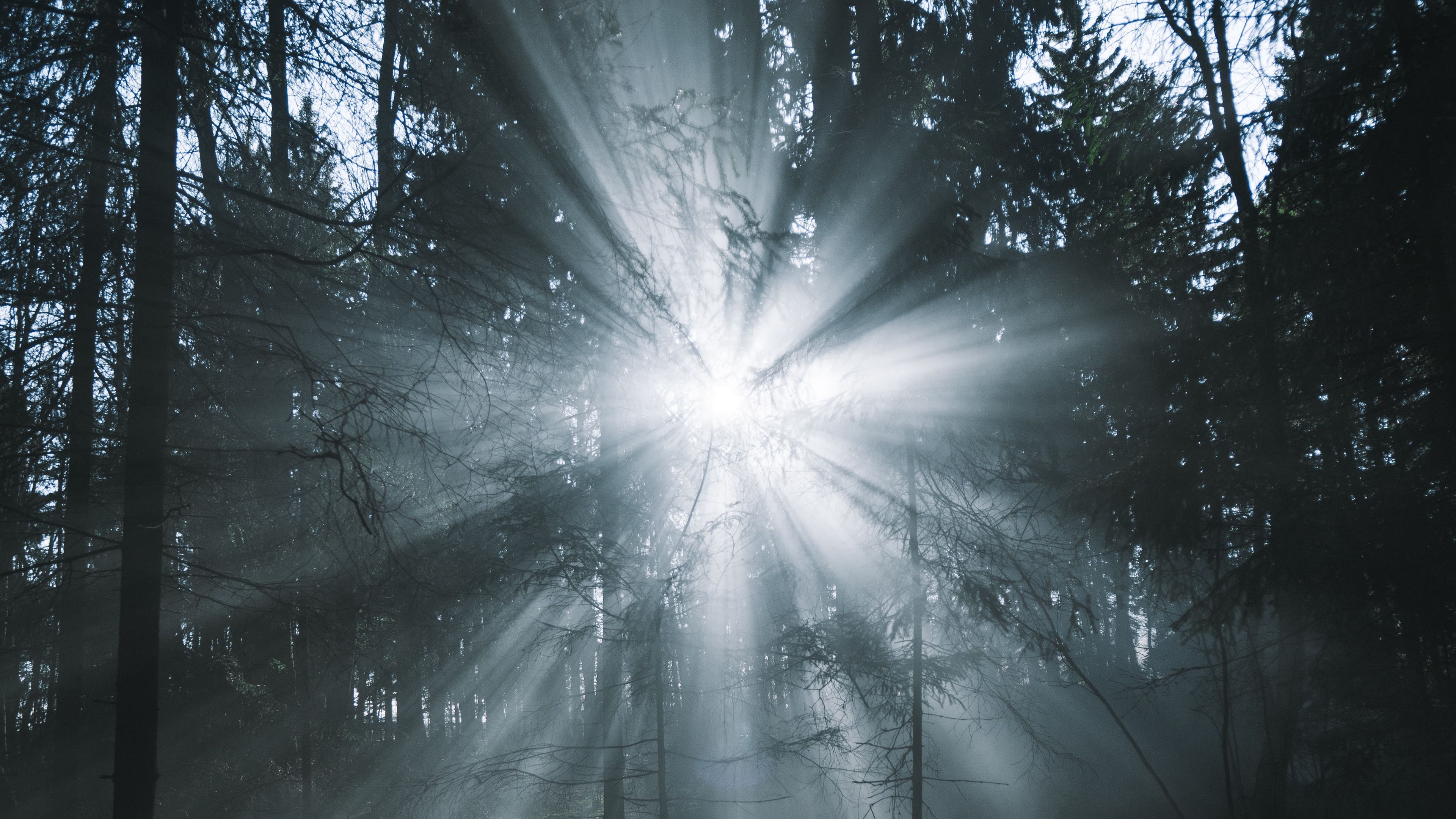 rays, forest, trees, glow, fog, 4k, HD Wallpaper
