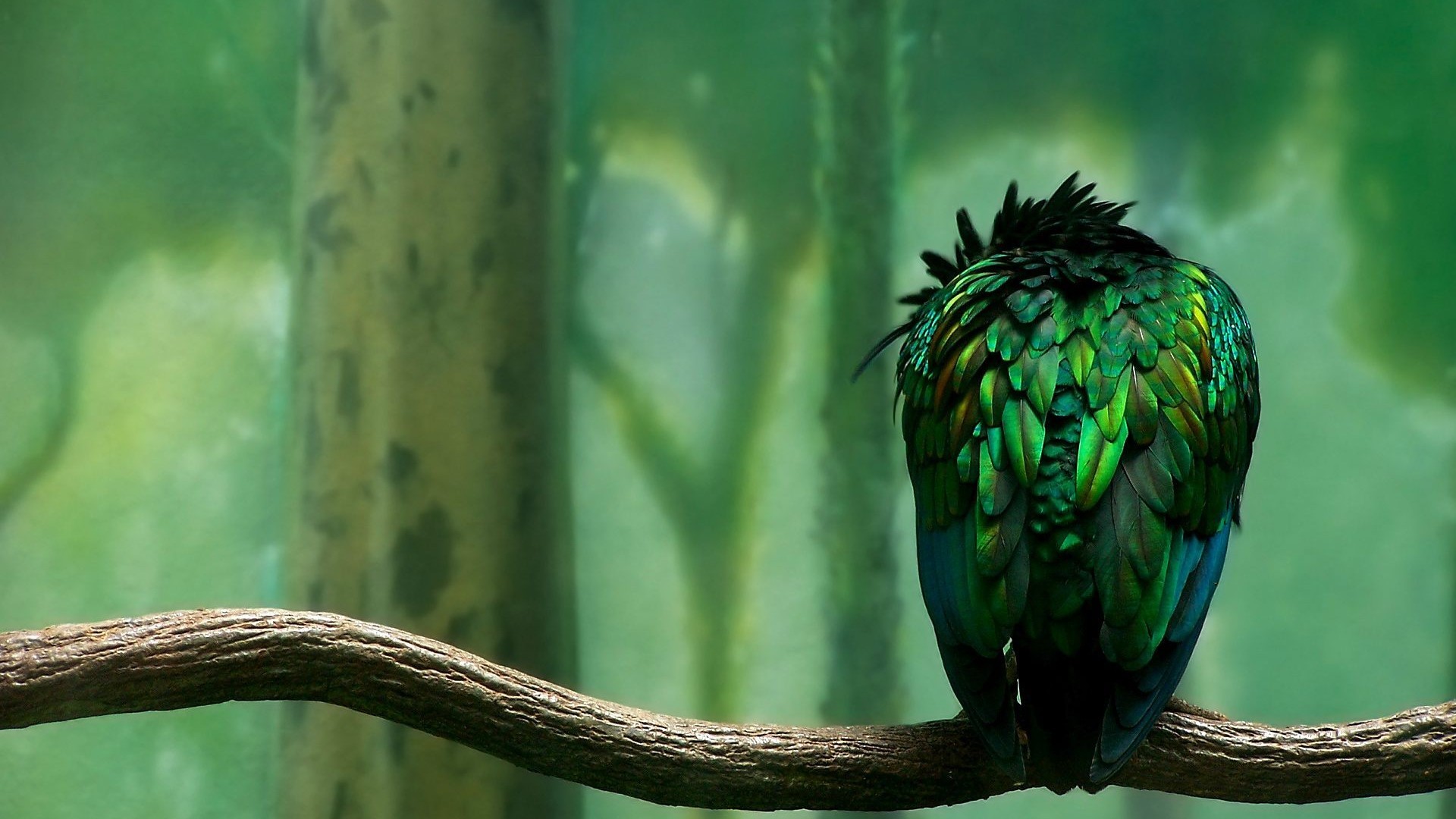 parrot, artist, birds, art, HD Wallpaper