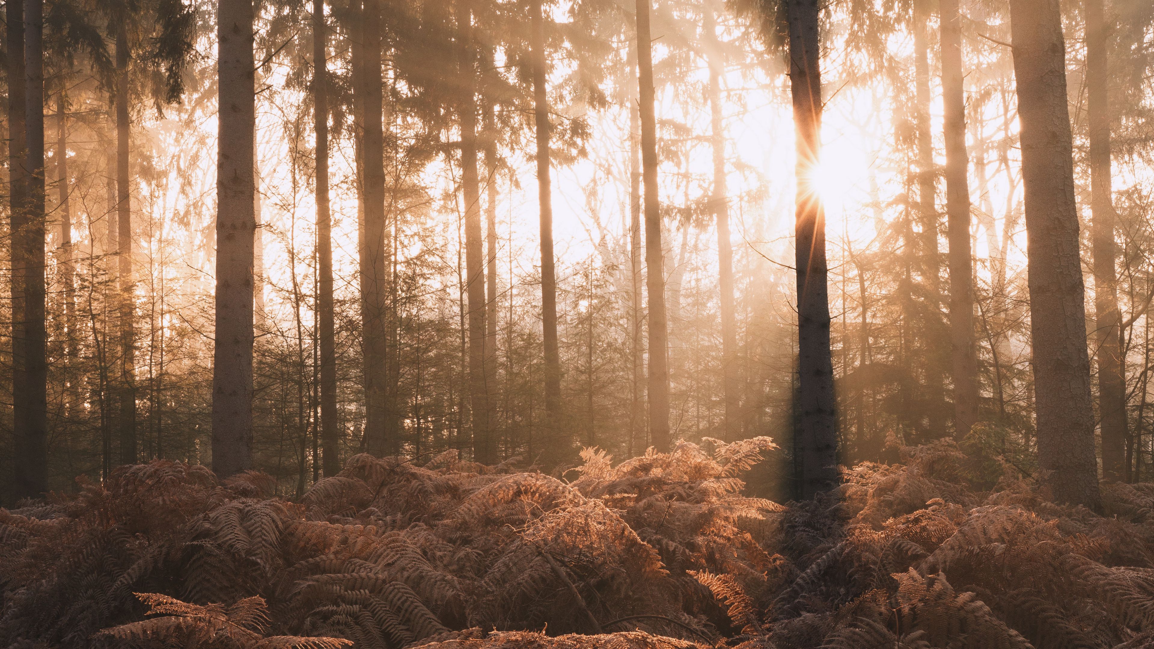 forest, trees, fern, sunlight, nature, 4k, HD Wallpaper